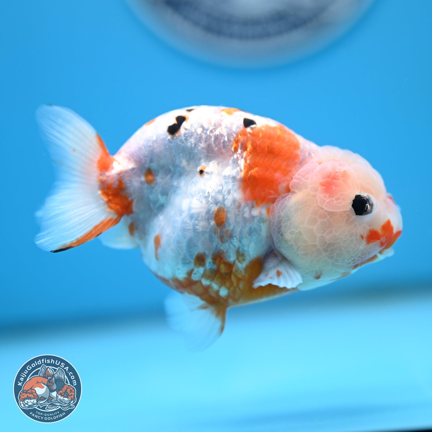 Tricolor Ranchu 4 inches Body - Female (250404_RC11)