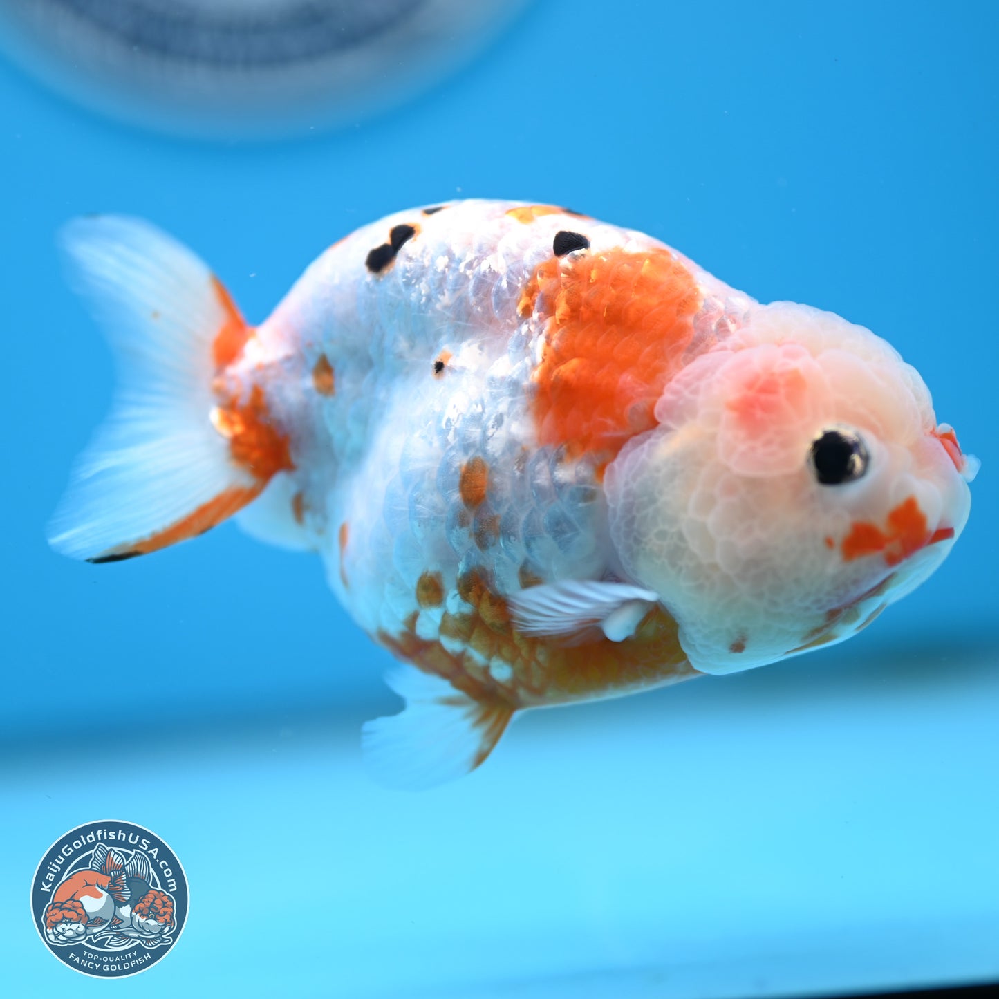 Tricolor Ranchu 4 inches Body - Female (250404_RC11)