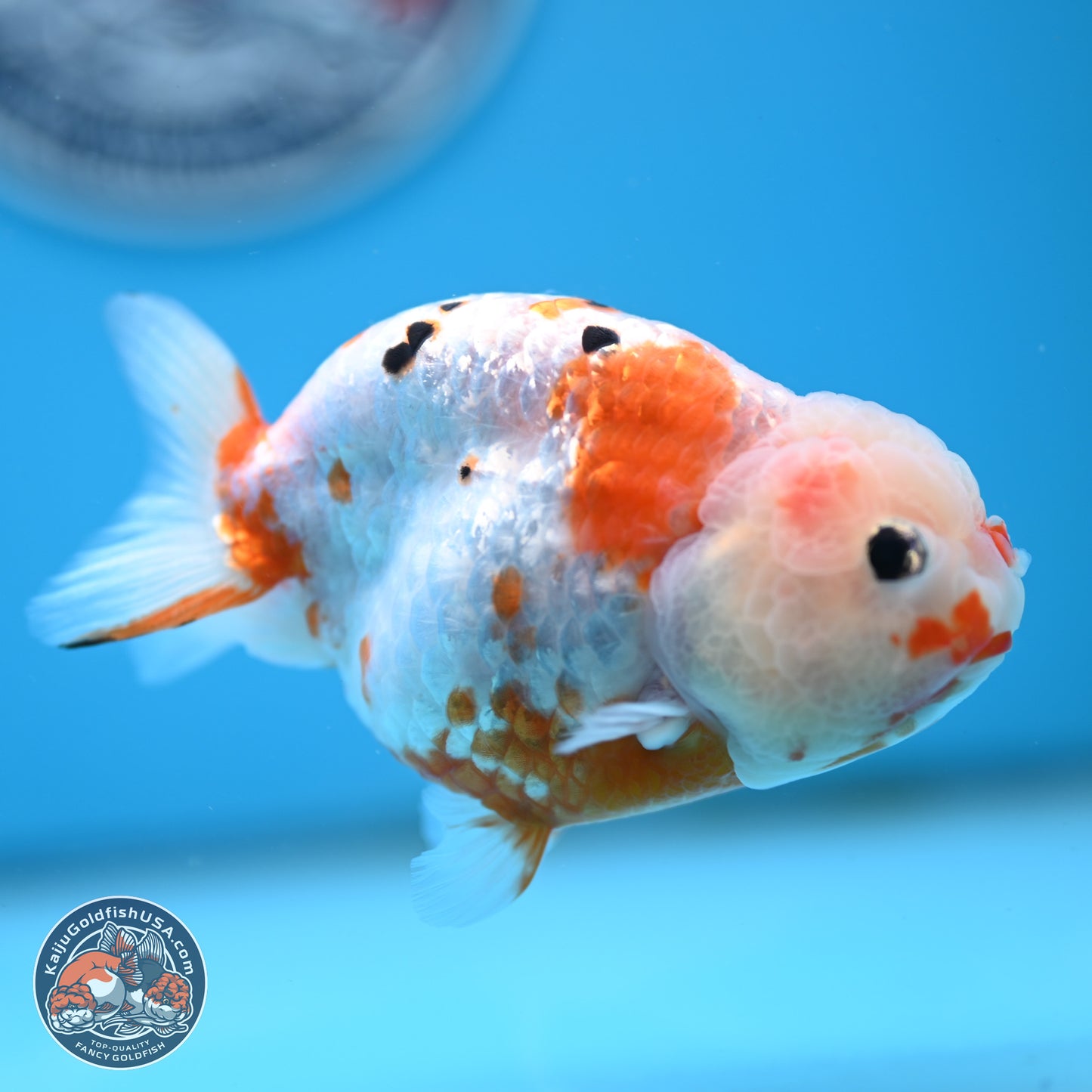 Tricolor Ranchu 4 inches Body - Female (250404_RC11)