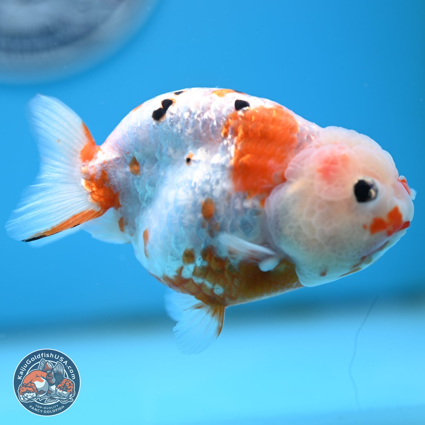 Tricolor Ranchu 4 inches Body - Female (250404_RC11)