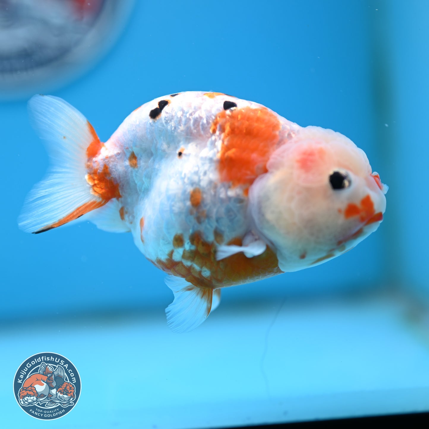 Tricolor Ranchu 4 inches Body - Female (250404_RC11)