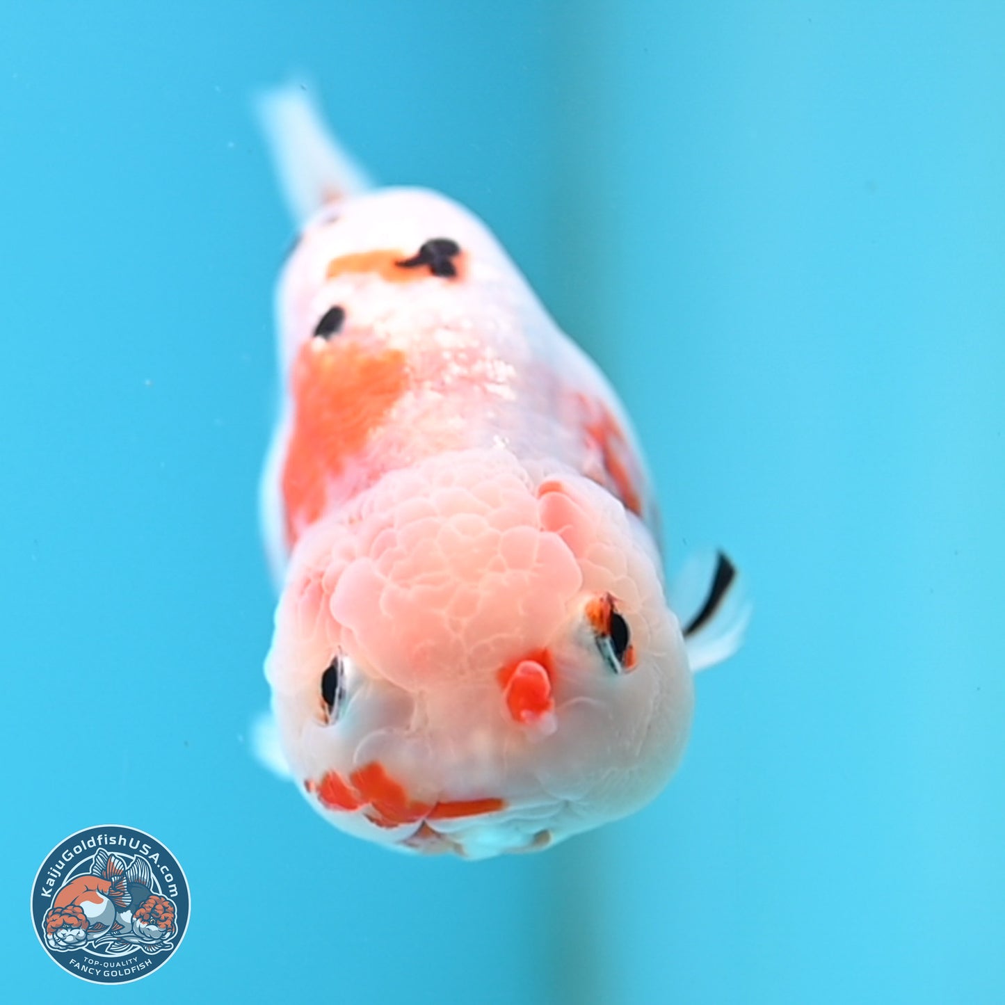 Tricolor Ranchu 4 inches Body - Female (250404_RC11)
