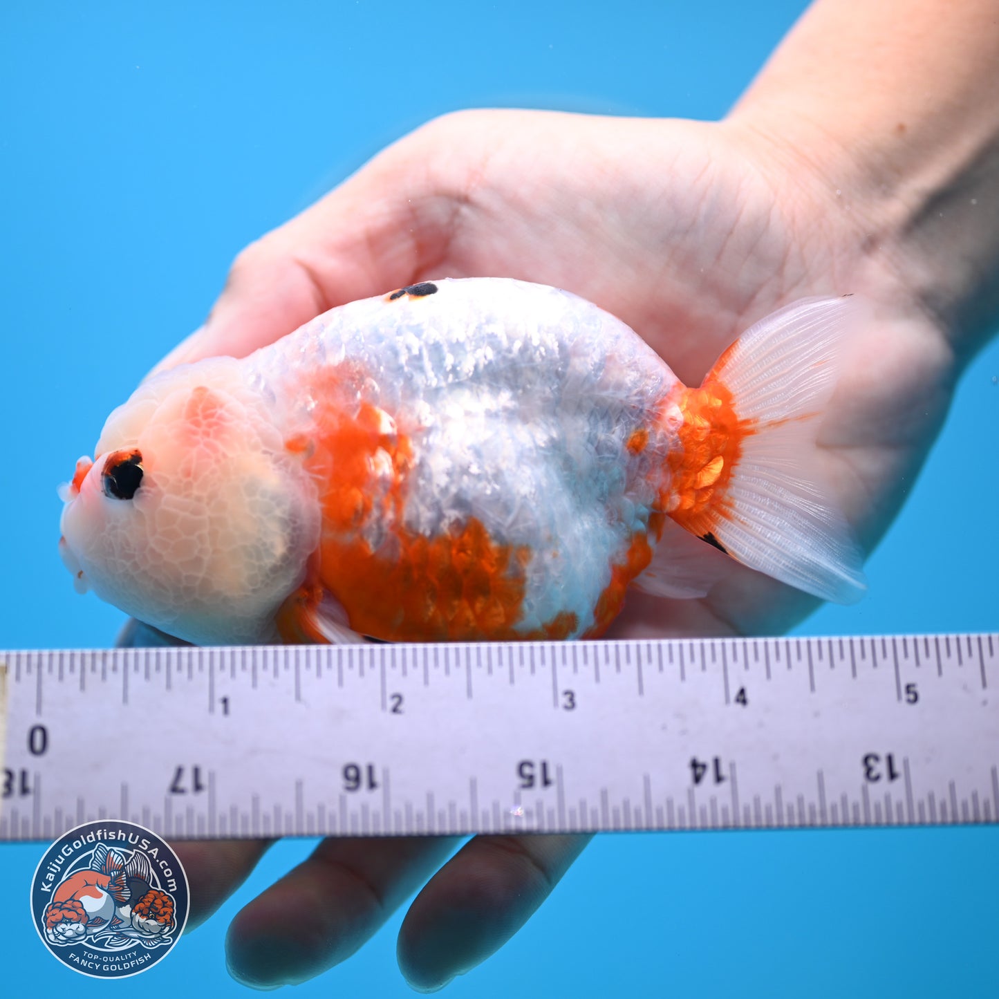 Tricolor Ranchu 4 inches Body - Female (250404_RC11)