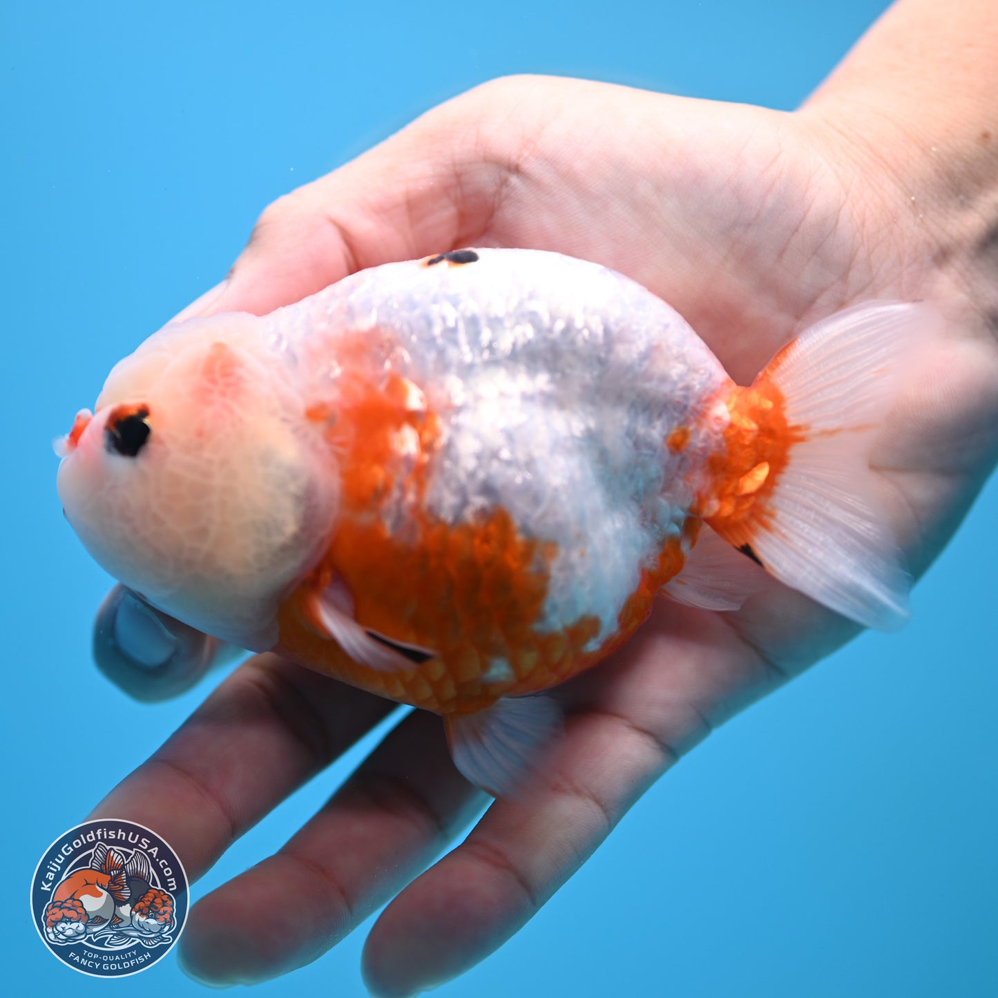Tricolor Ranchu 4 inches Body - Female (250404_RC11)