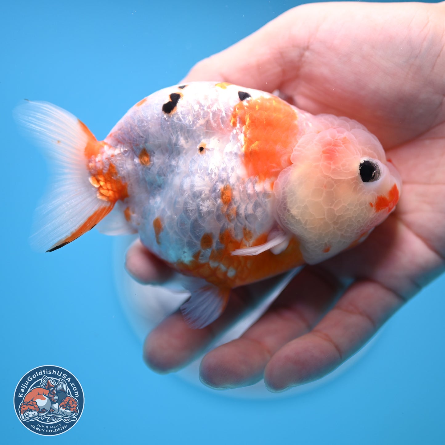 Tricolor Ranchu 4 inches Body - Female (250404_RC11)