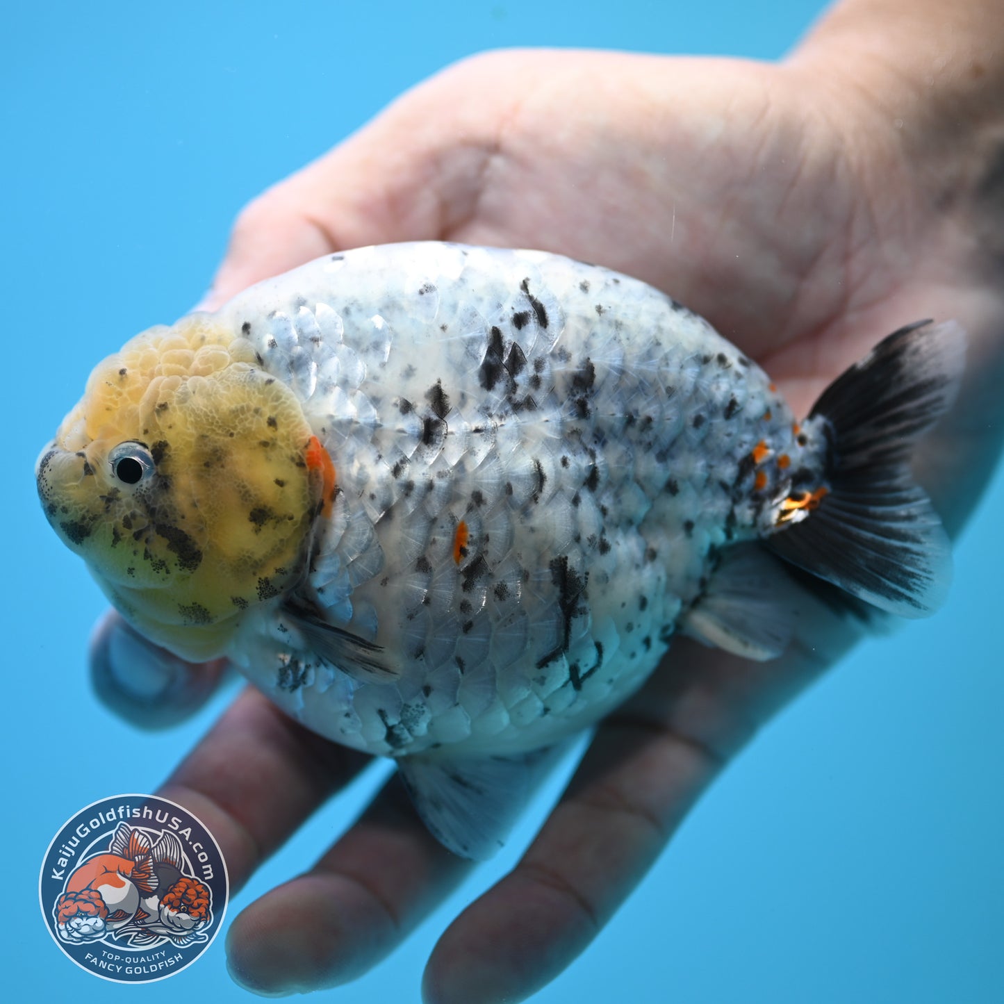 Blue Base Marble Ranchu 4.5 inch Body (250815_RC11)