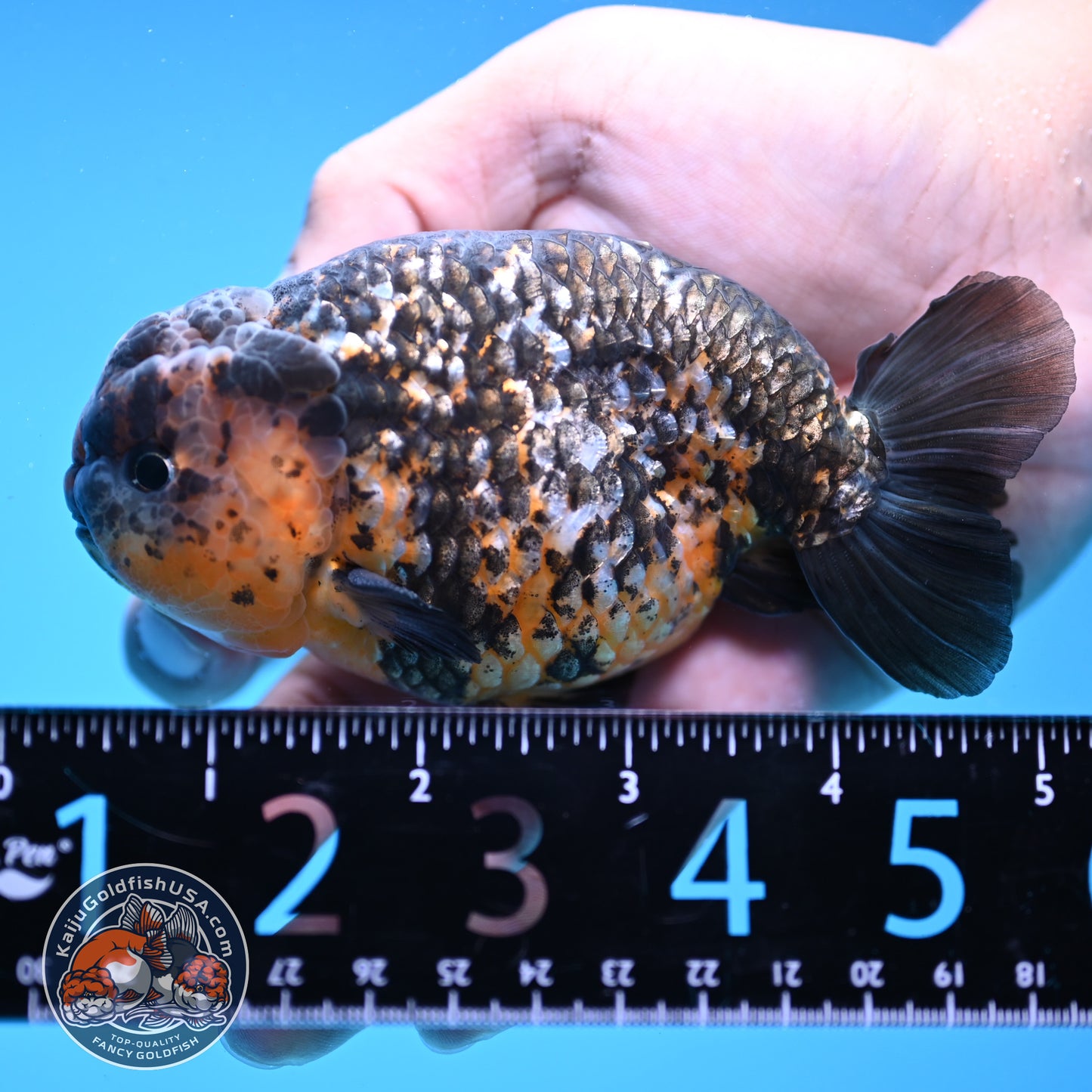 Kirin Ranchu 4 inch Body (251003_RC11)