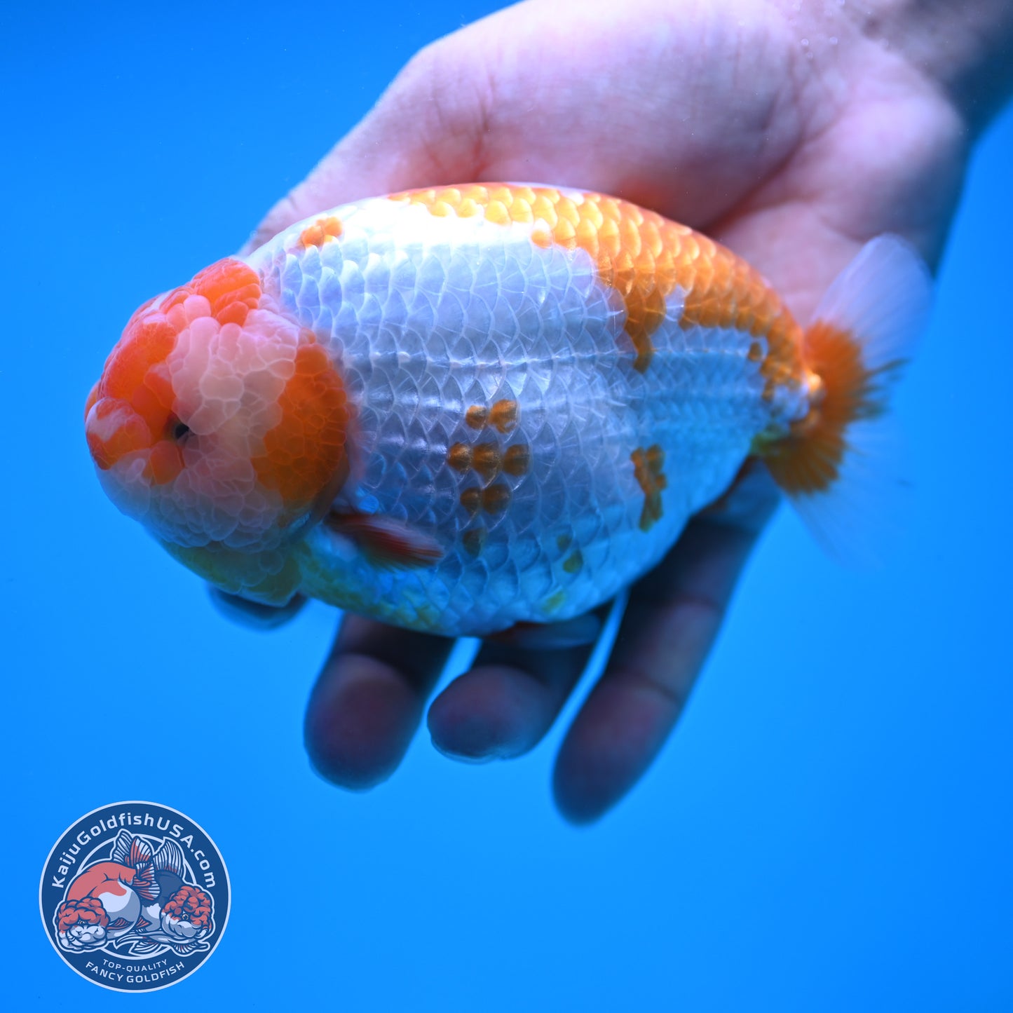 AAA Grade Red White Lionchu/Ranchu 4.5 inch Body (250905_RC11)
