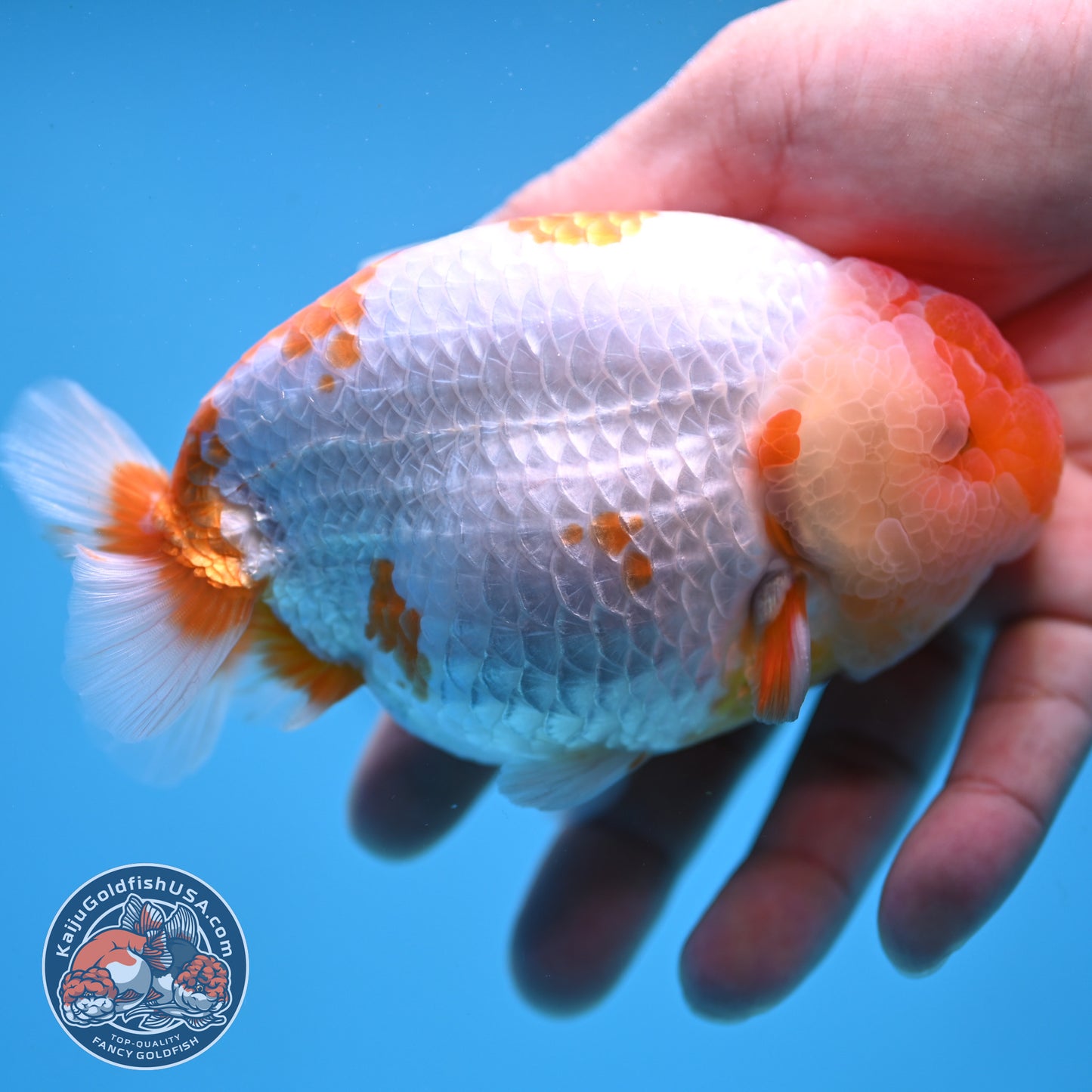 AAA Grade Red White Lionchu/Ranchu 4.5 inch Body (250905_RC11)
