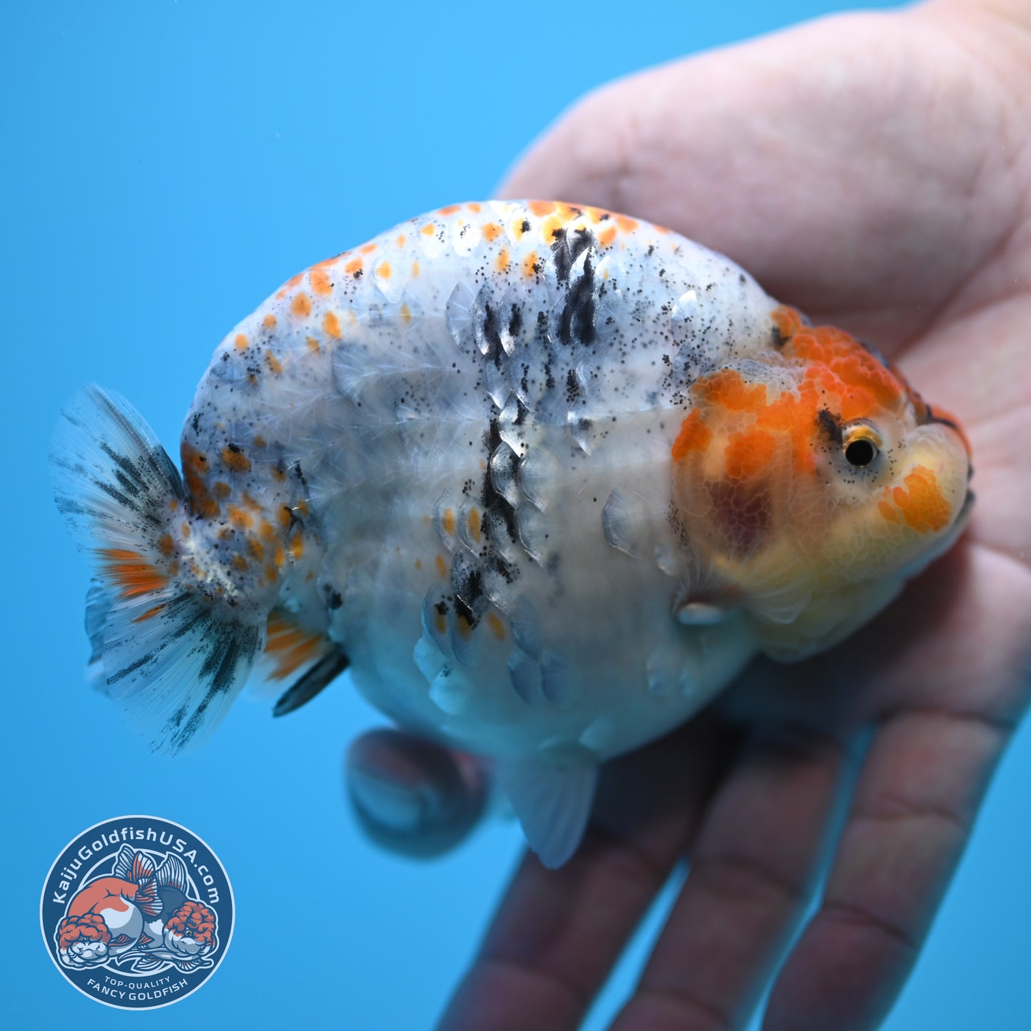 Blue Base Deer Spot Ranchu 4 inch Body (250815_RC12)