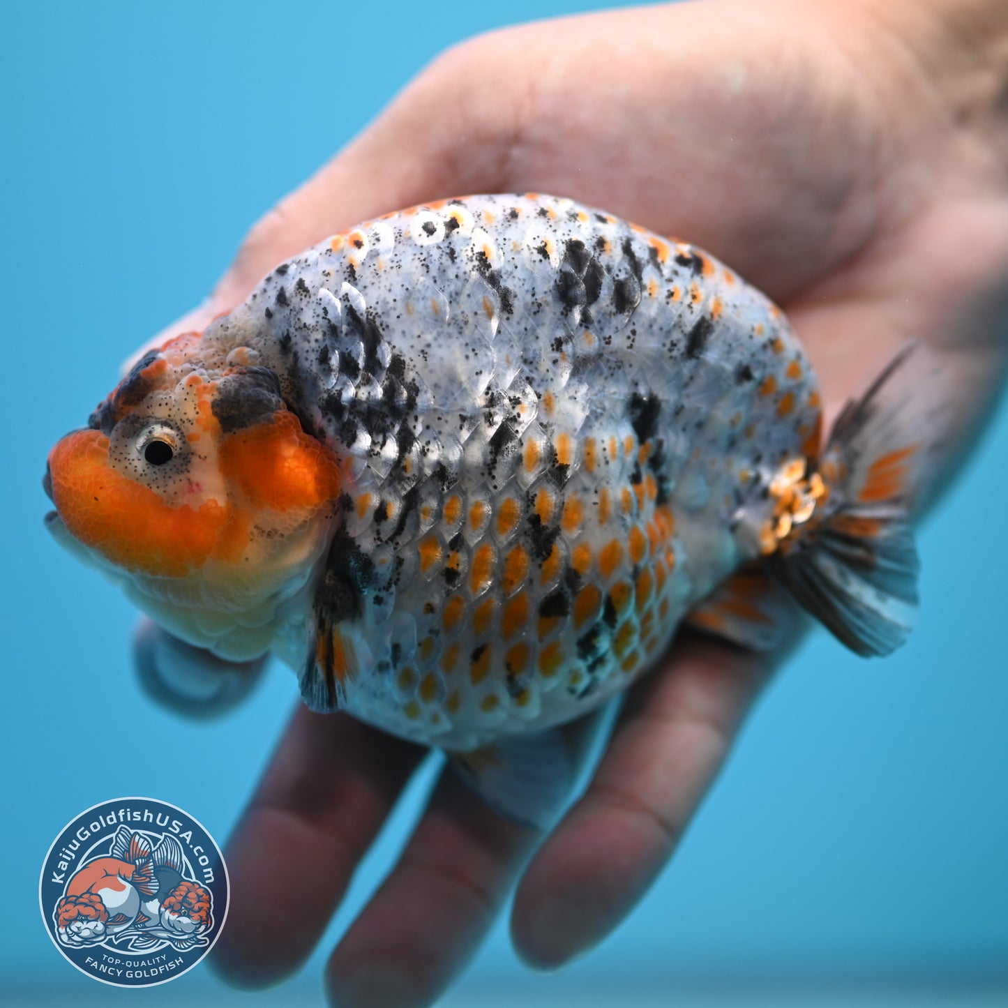 Blue Base Deer Spot Ranchu 4 inch Body (250815_RC12)