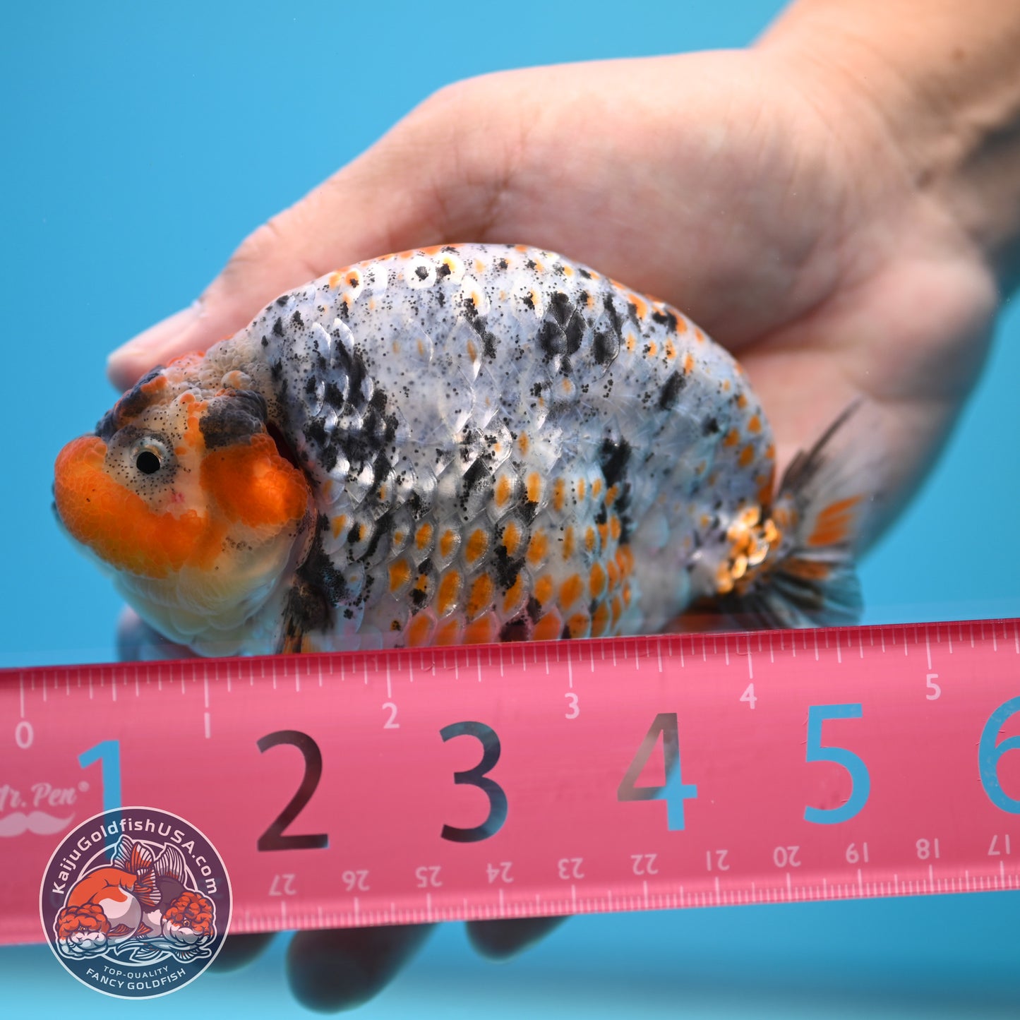 Blue Base Deer Spot Ranchu 4 inch Body (250815_RC12)