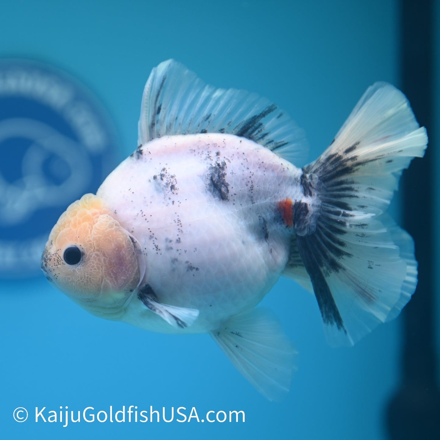 Calico Rose Tail Oranda 5 inches (240426_OR12) - Kaiju Goldfish USA