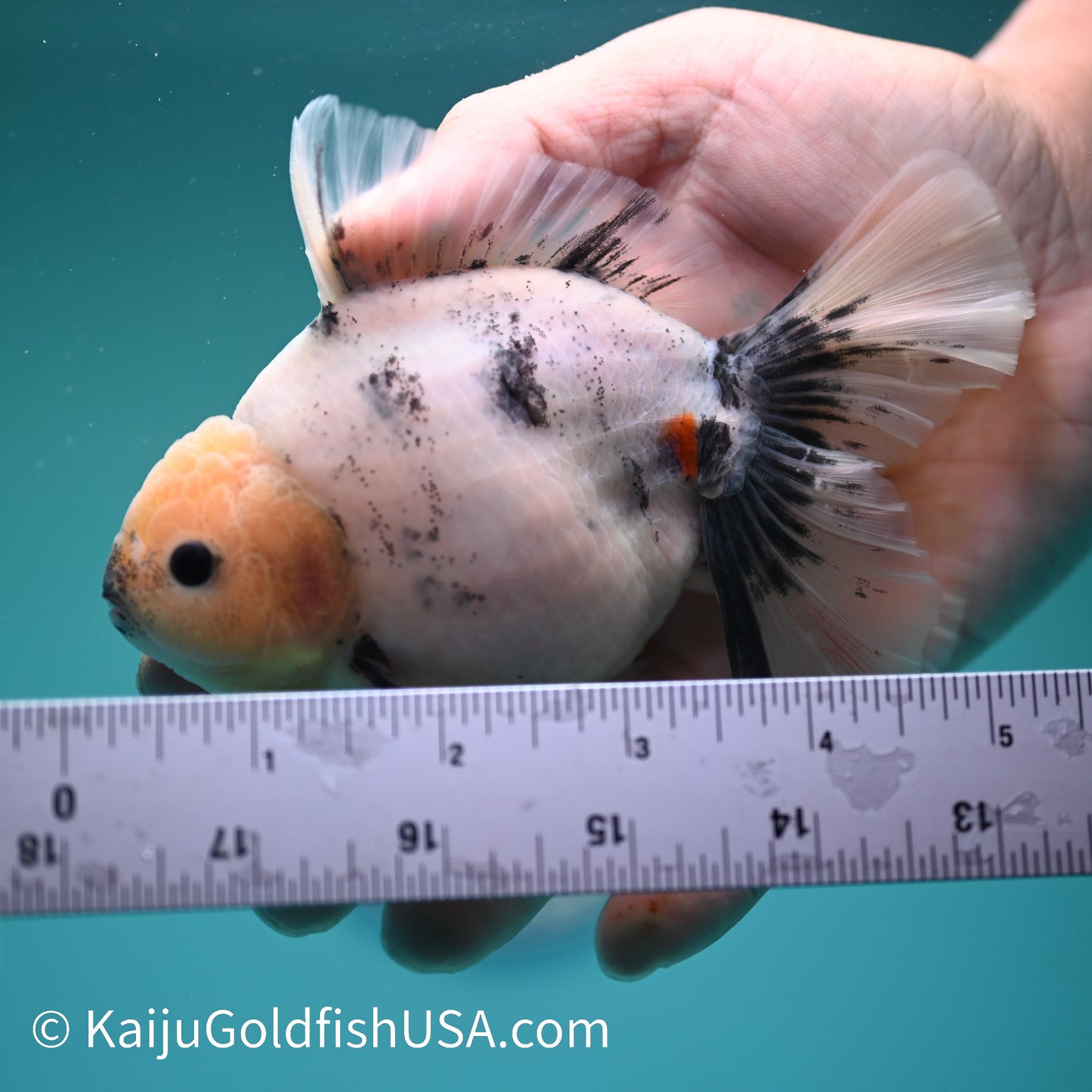 Calico Rose Tail Oranda 5 inches (240426_OR12) - Kaiju Goldfish USA