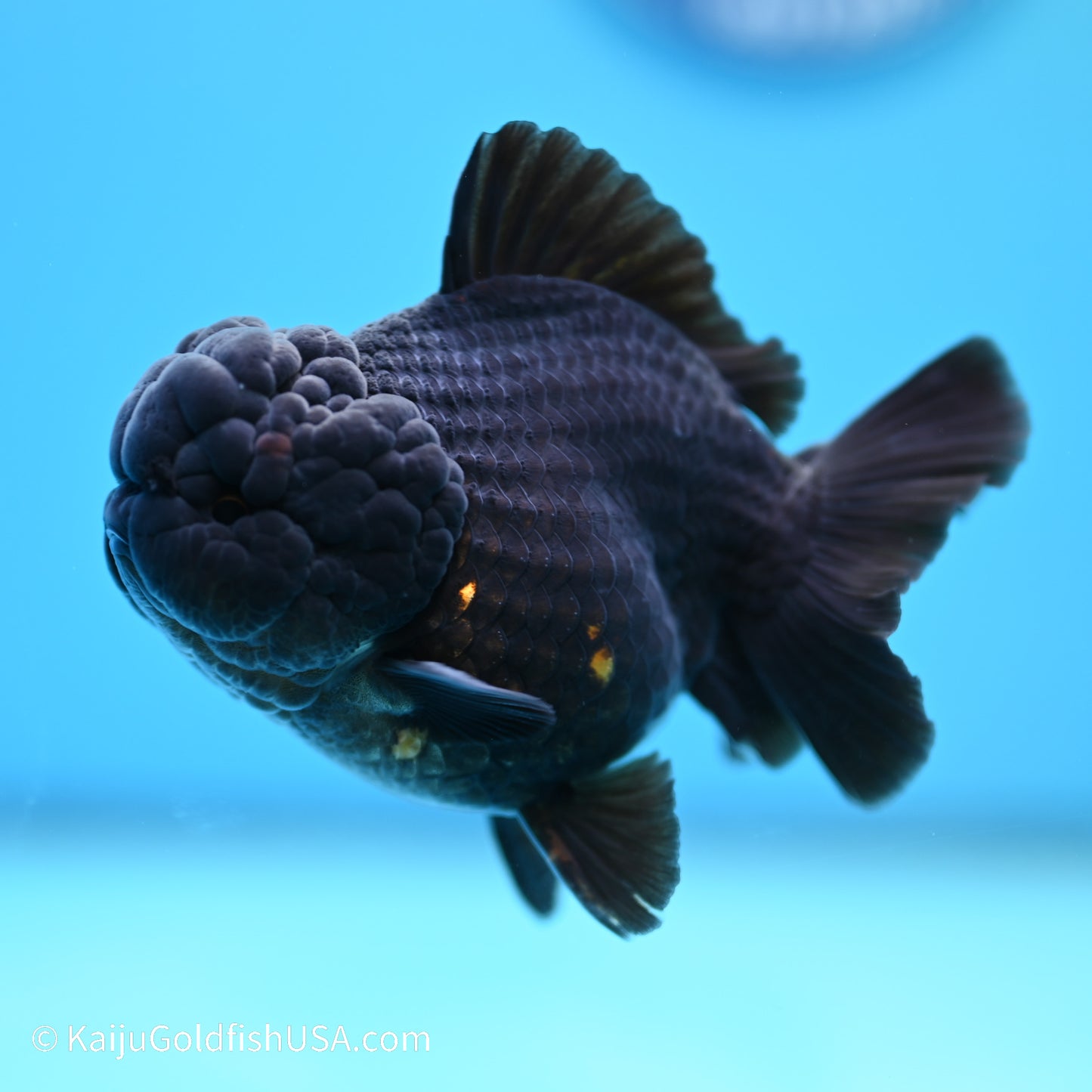 Black/Gold YuanBao Oranda 3.5 inches (240517_OR13) - Kaiju Goldfish USA