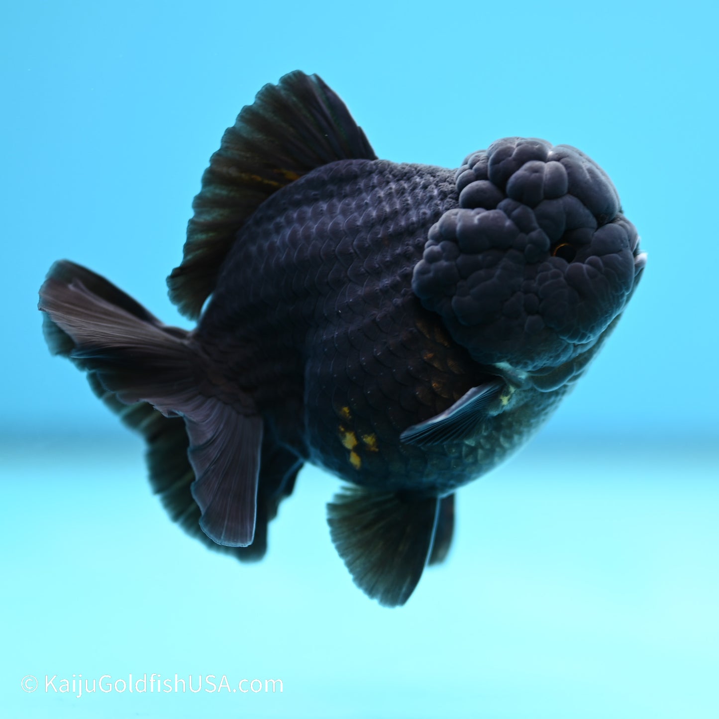 Black/Gold YuanBao Oranda 3.5 inches (240517_OR13) - Kaiju Goldfish USA