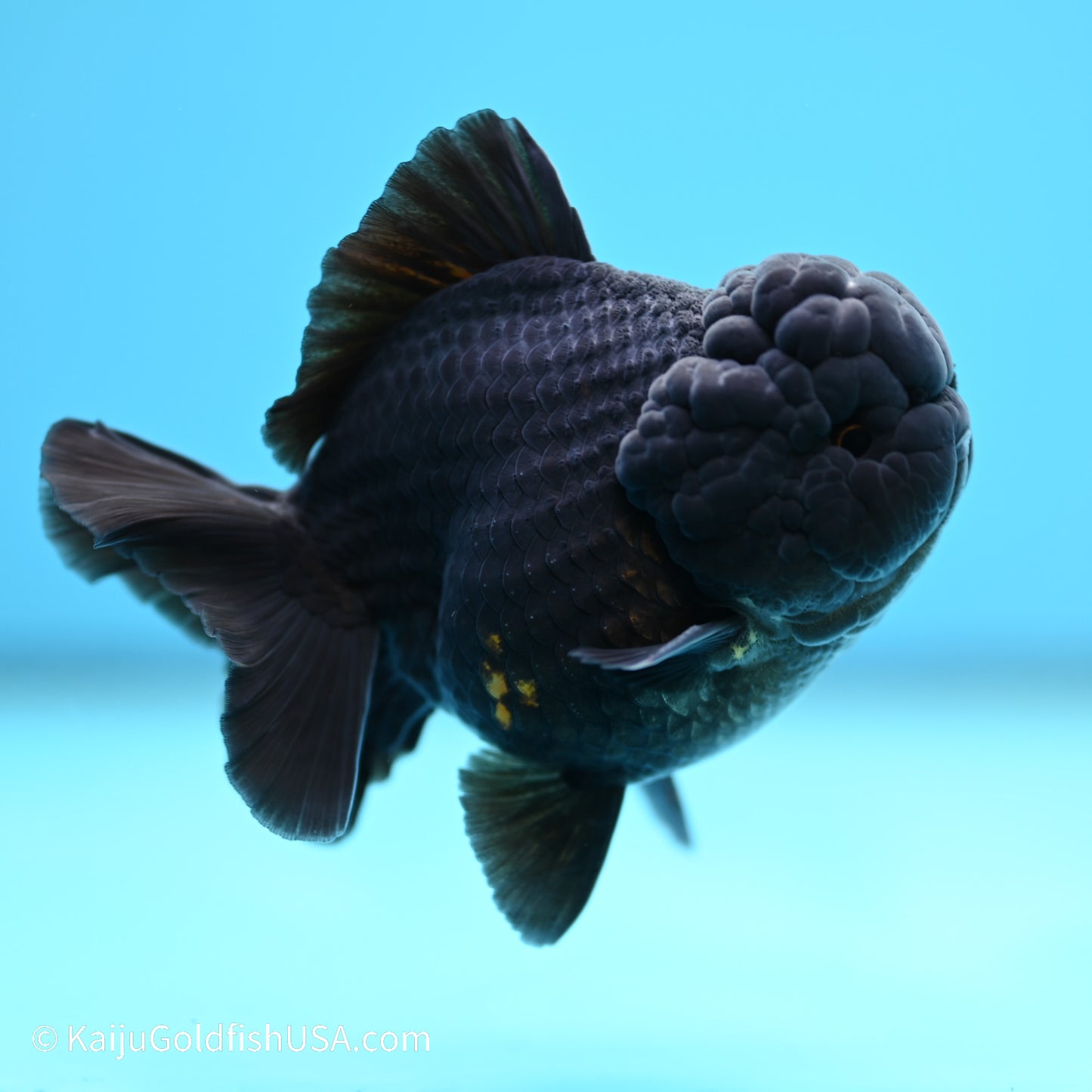 Black/Gold YuanBao Oranda 3.5 inches (240517_OR13) - Kaiju Goldfish USA