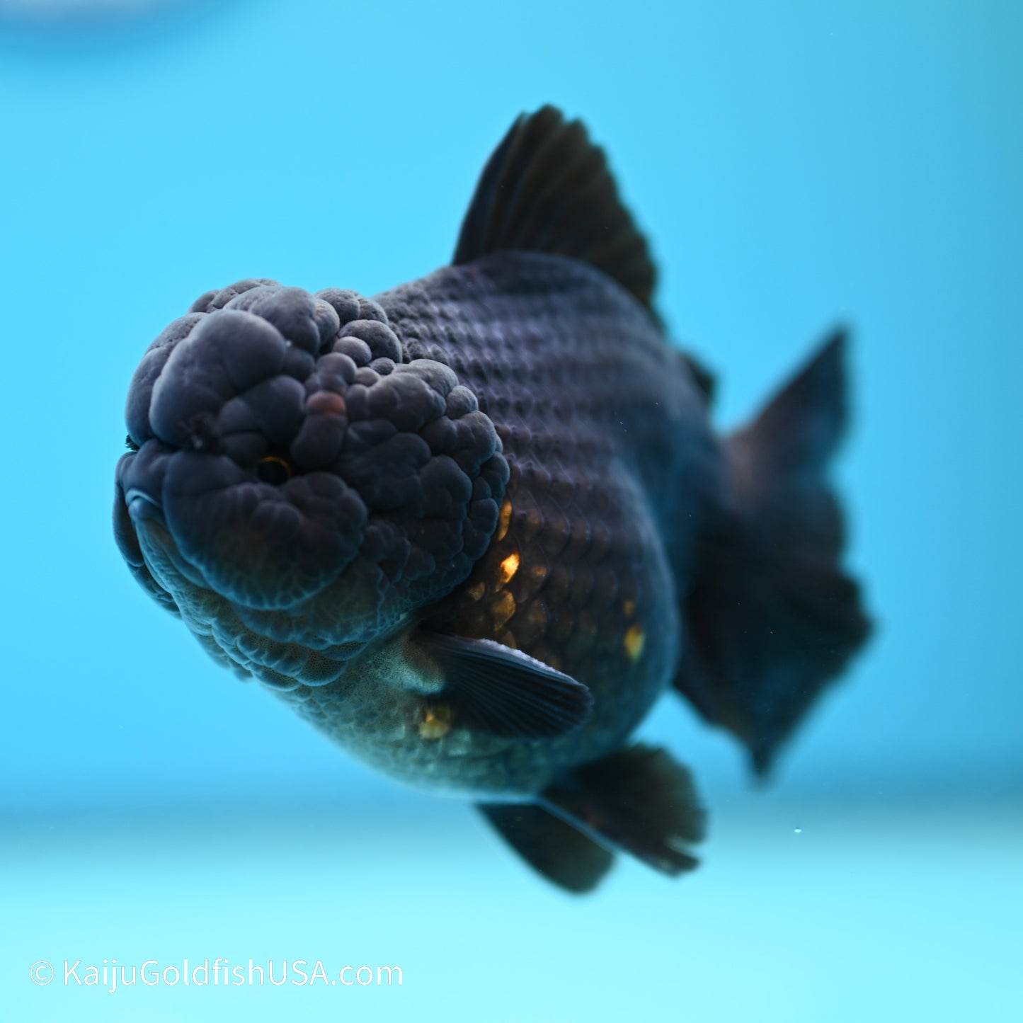 Black/Gold YuanBao Oranda 3.5 inches (240517_OR13) - Kaiju Goldfish USA