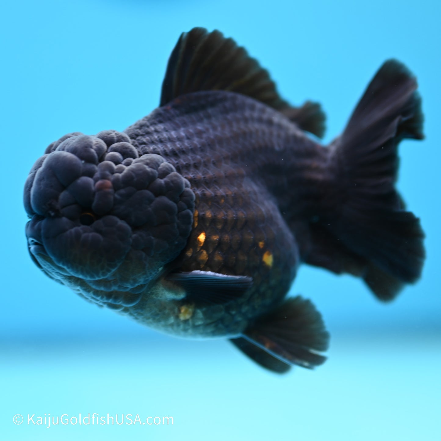 Black/Gold YuanBao Oranda 3.5 inches (240517_OR13) - Kaiju Goldfish USA