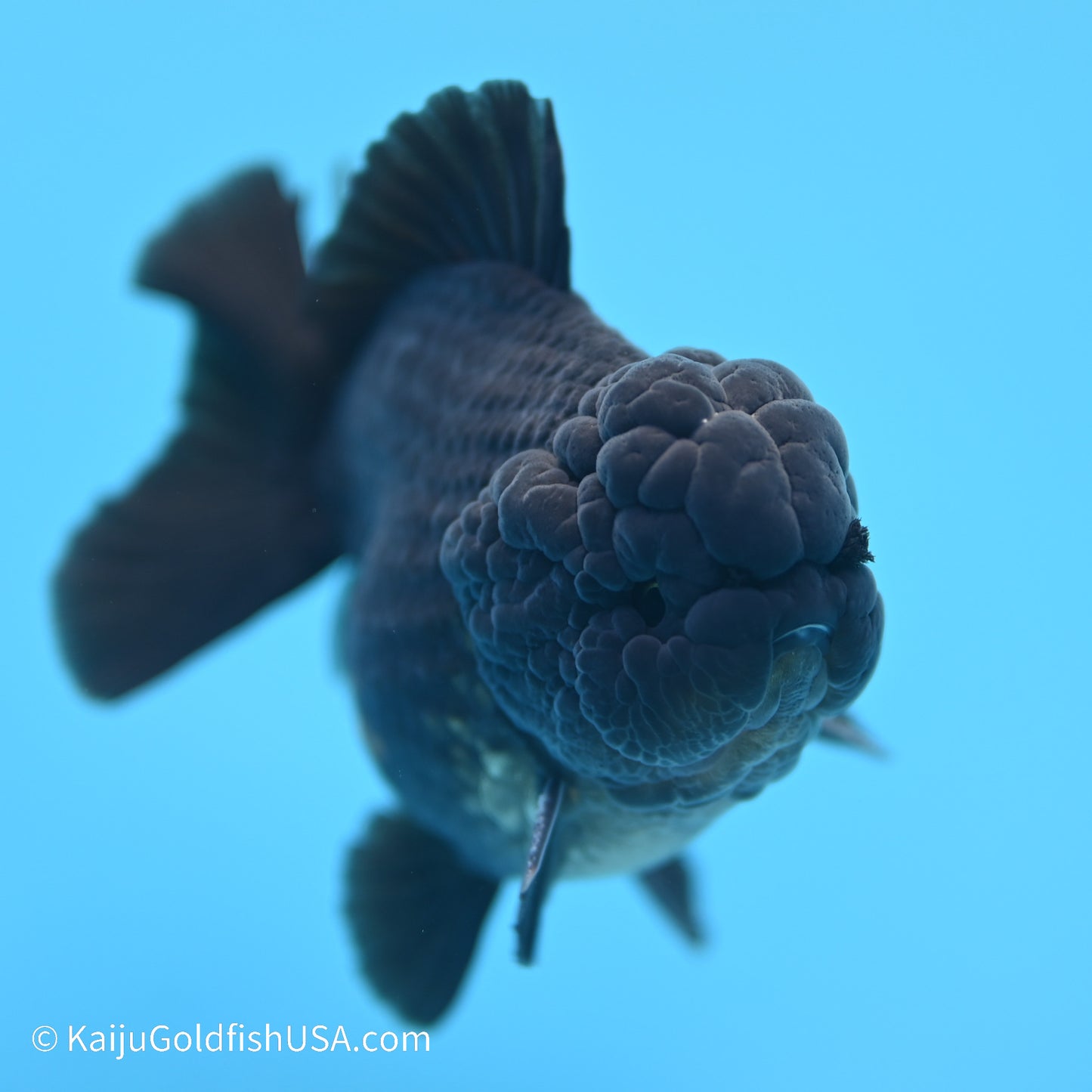 Black/Gold YuanBao Oranda 3.5 inches (240517_OR13) - Kaiju Goldfish USA