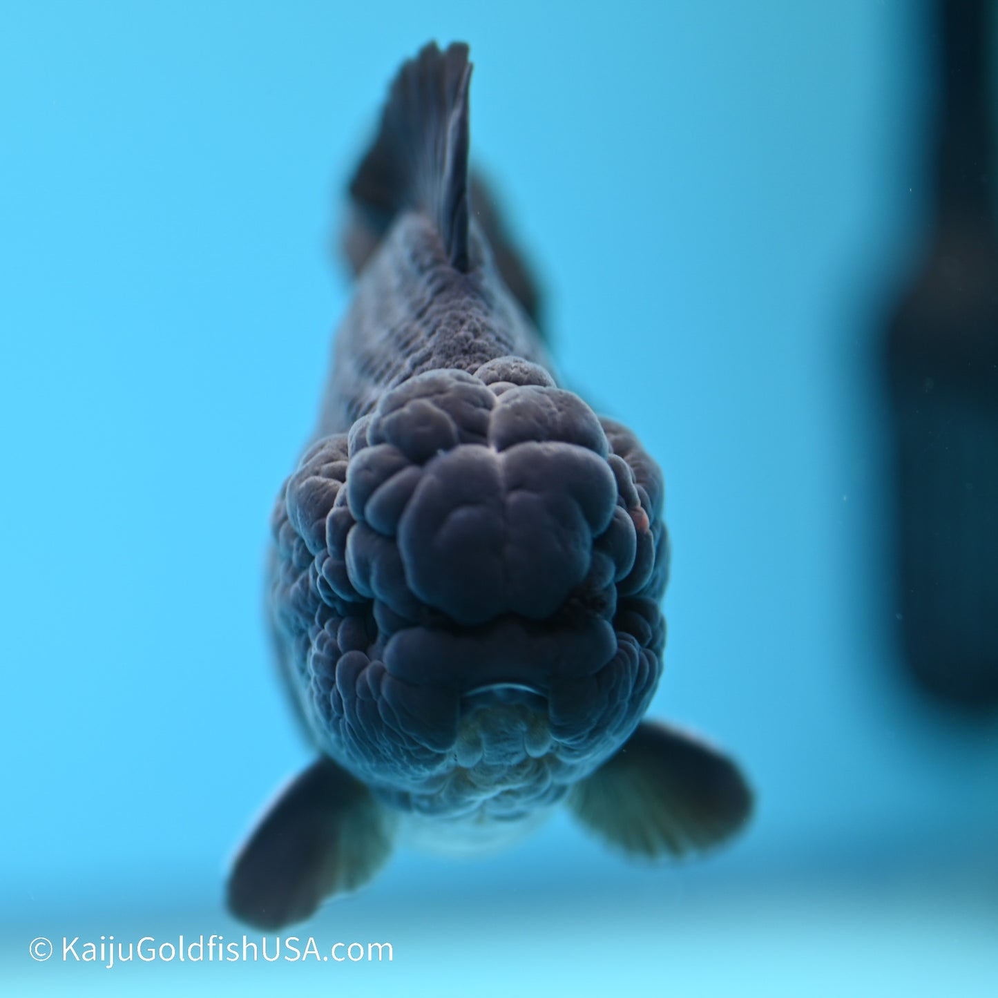 Black/Gold YuanBao Oranda 3.5 inches (240517_OR13) - Kaiju Goldfish USA