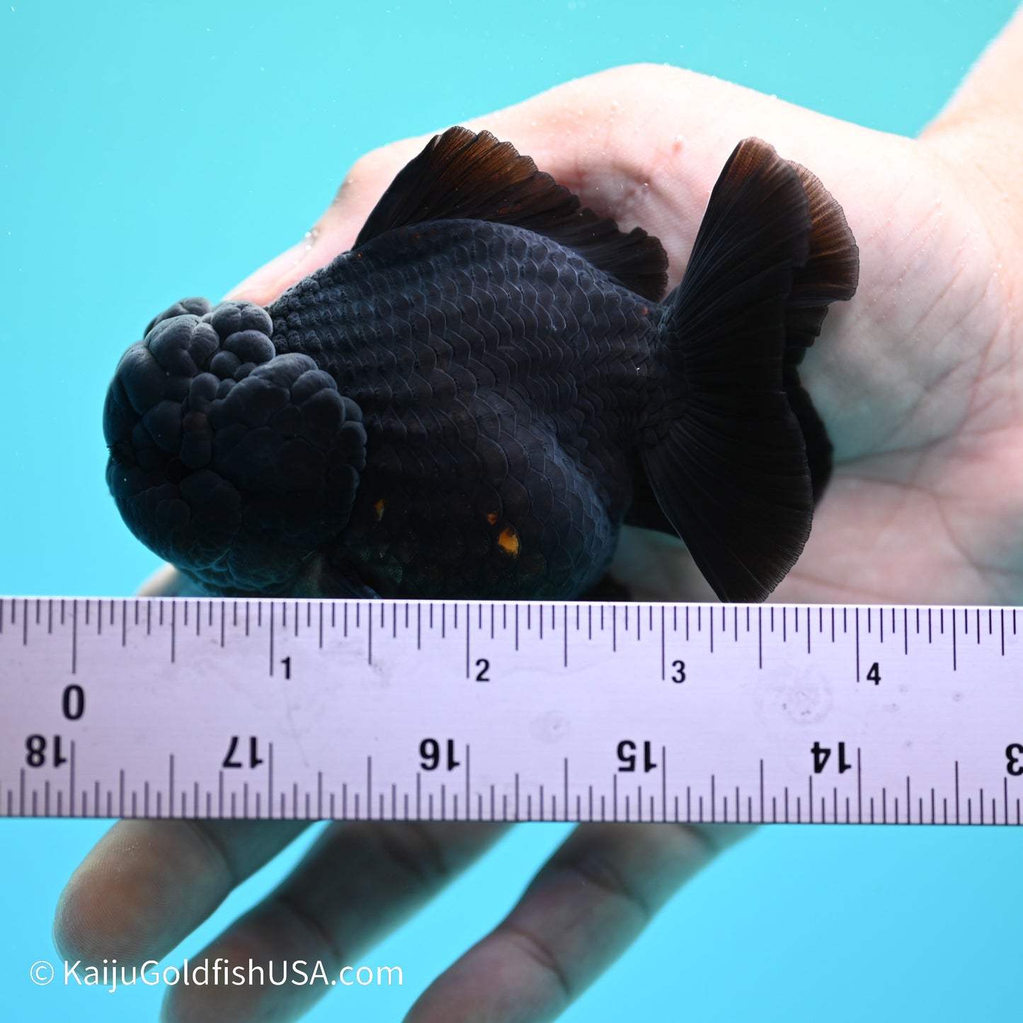 Black/Gold YuanBao Oranda 3.5 inches (240517_OR13) - Kaiju Goldfish USA
