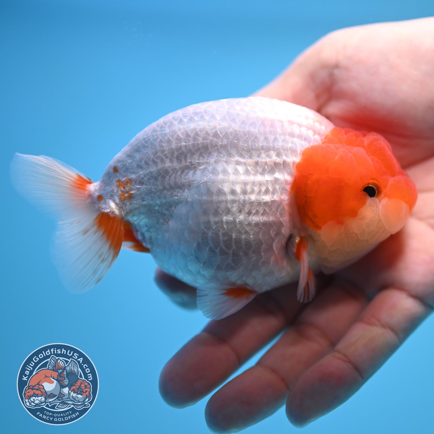 Red White Buffalo Ranchu 4 inch Body (250815_RC13)