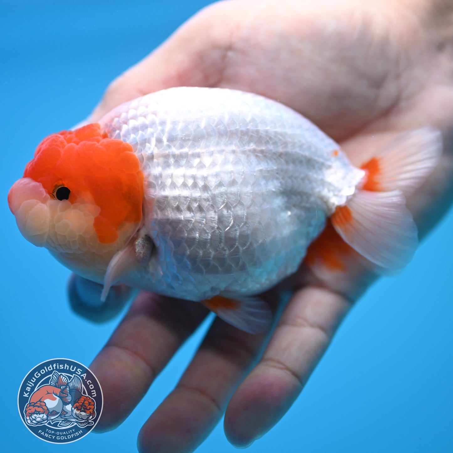 Red White Buffalo Ranchu 4 inch Body (250815_RC13)