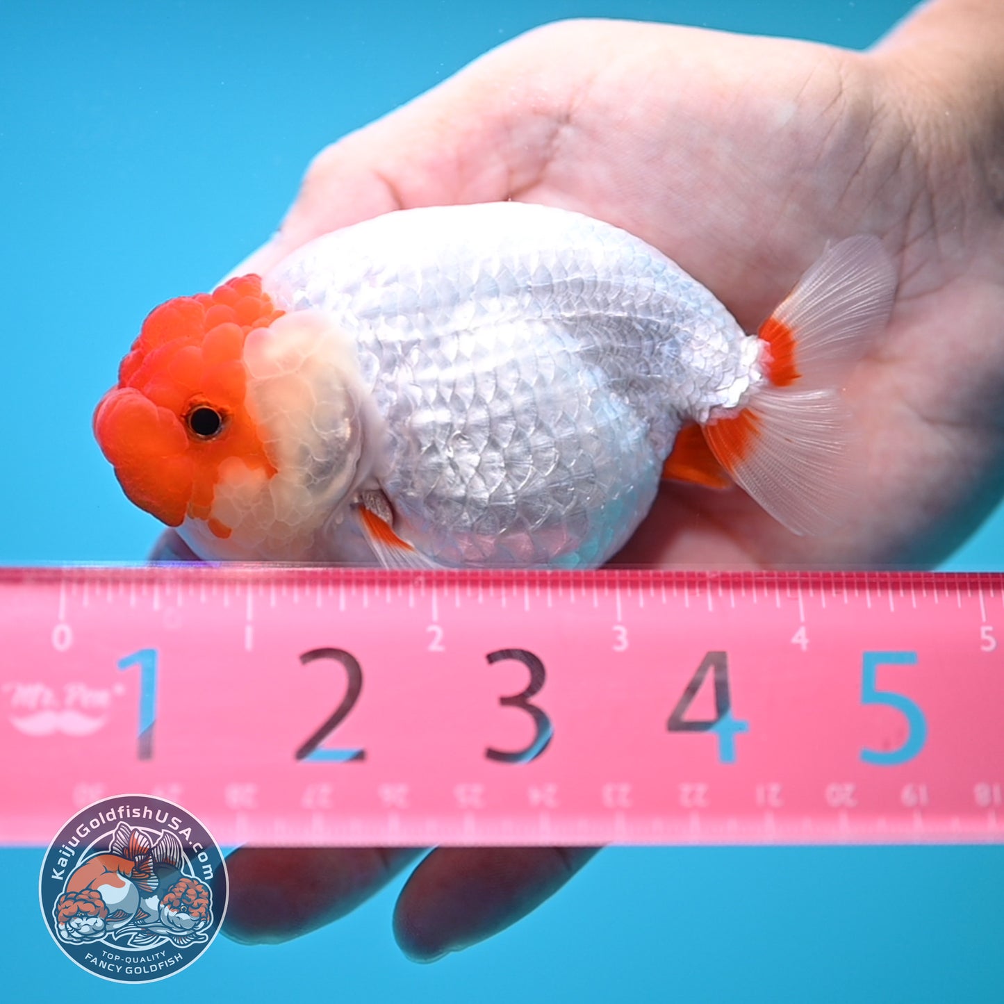 Red White Buffalo Ranchu 4 inch Body (250815_RC14)