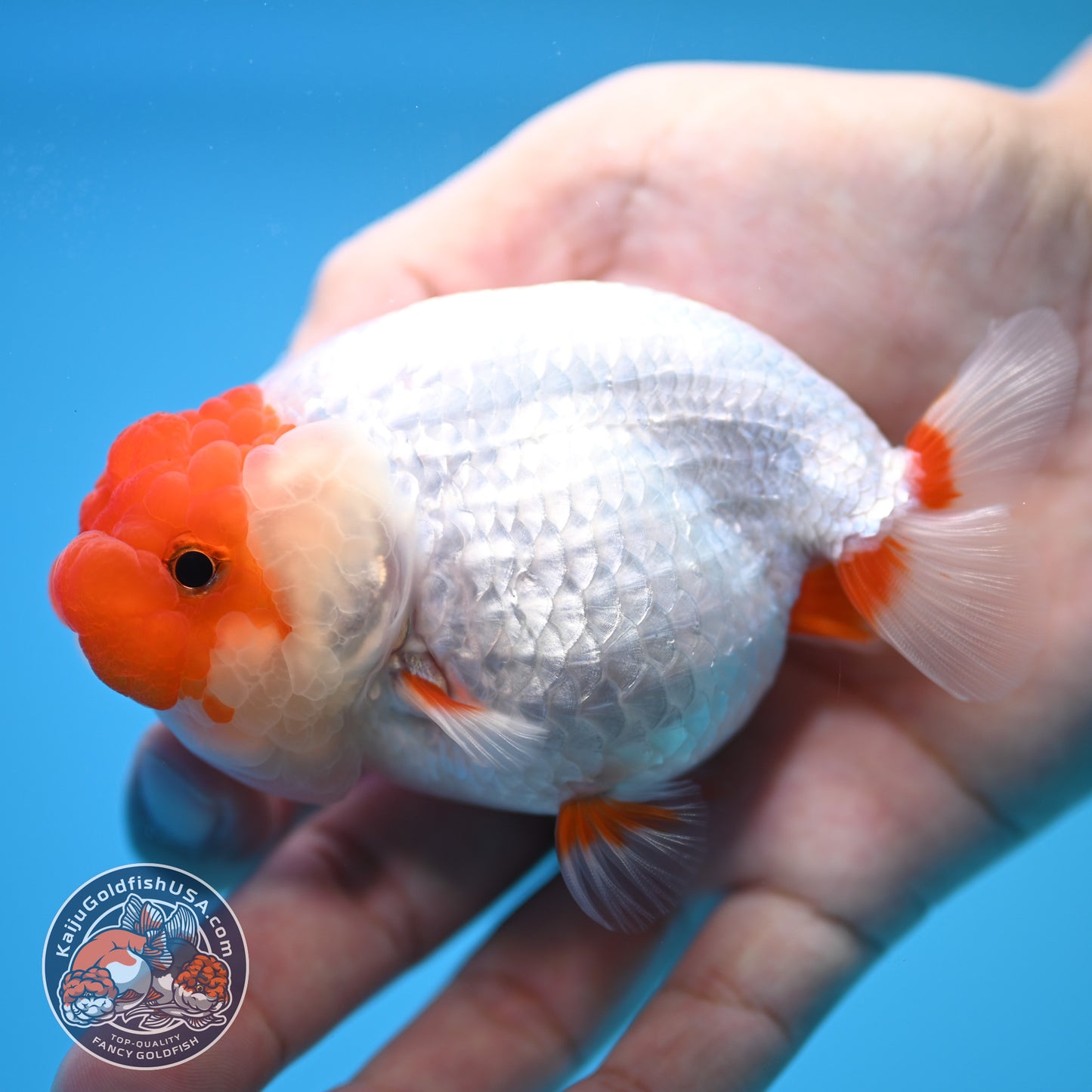 Red White Buffalo Ranchu 4 inch Body (250815_RC14)