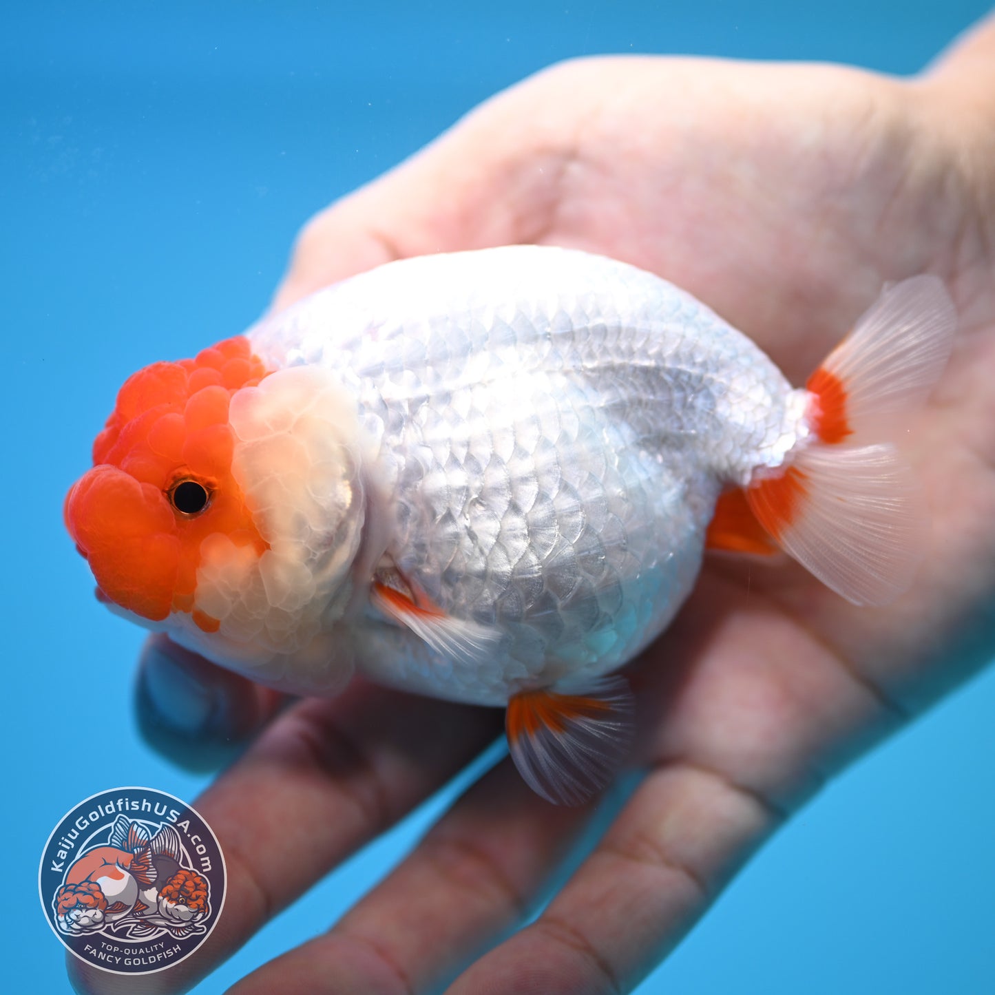 Red White Buffalo Ranchu 4 inch Body (250815_RC14)