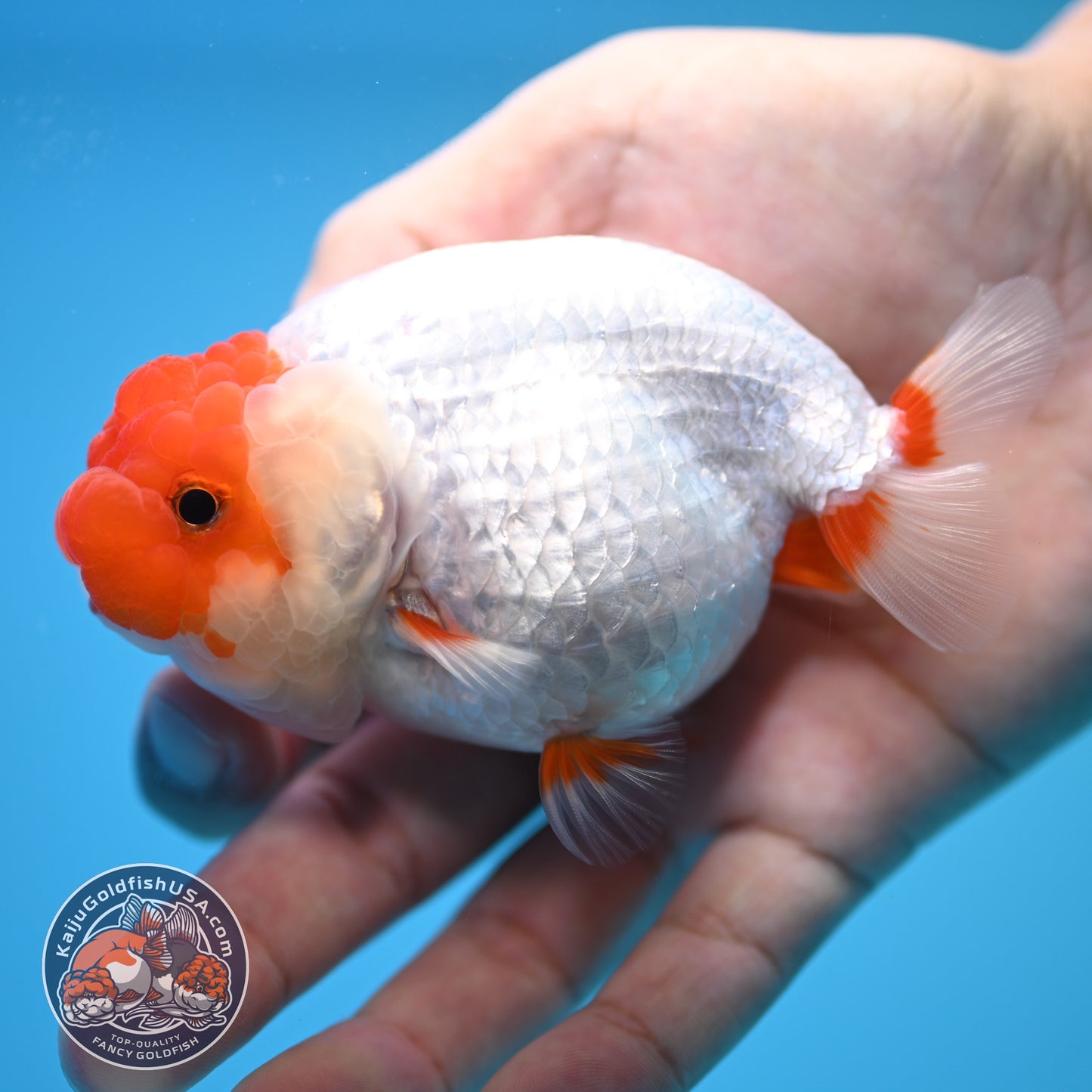 Red White Buffalo Ranchu 4 inch Body (250815_RC14)