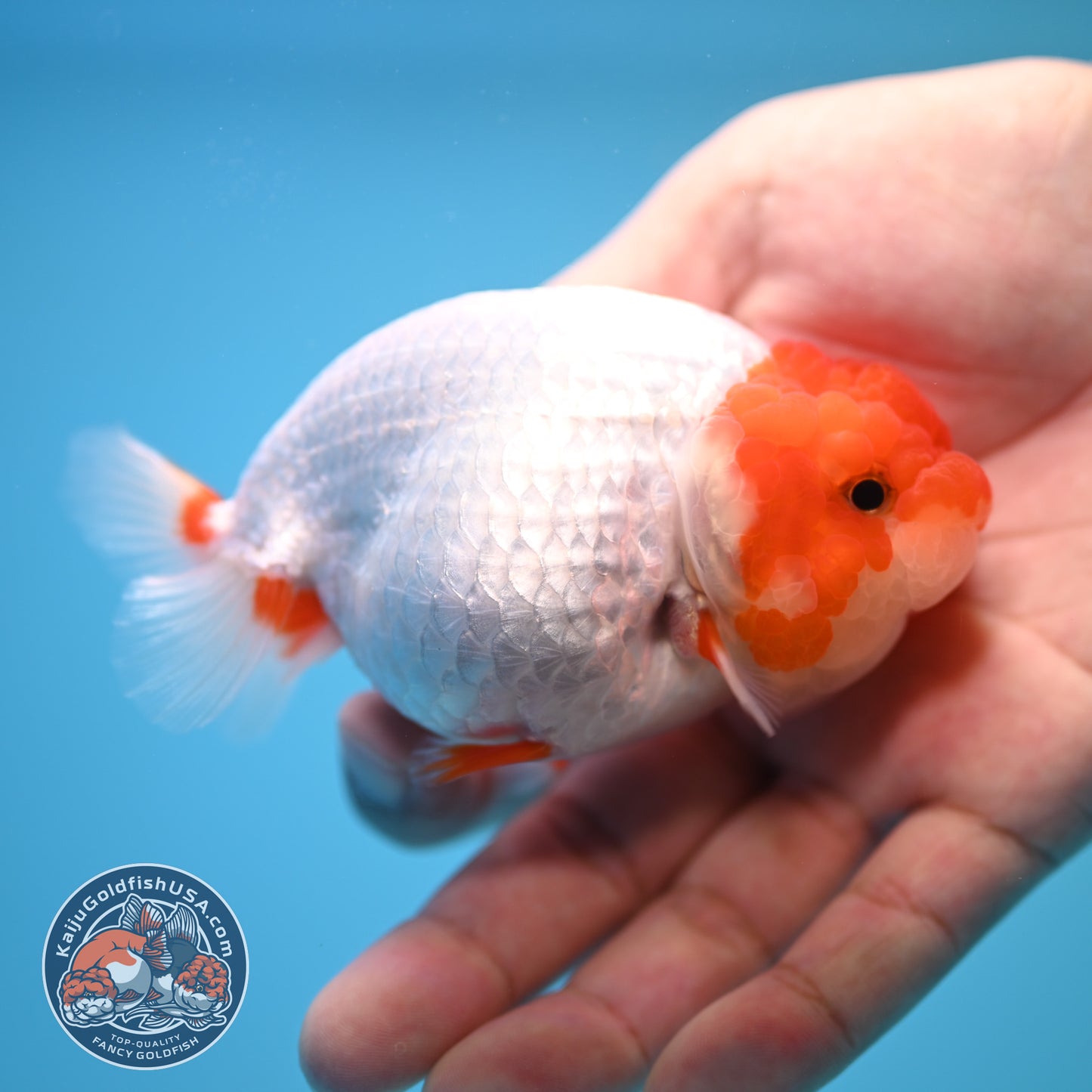 Red White Buffalo Ranchu 4 inch Body (250815_RC14)