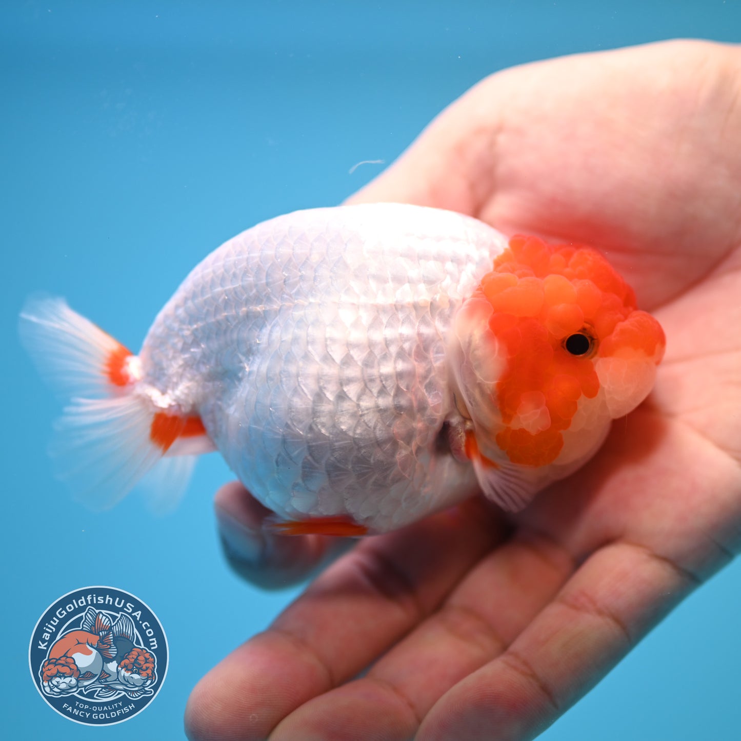 Red White Buffalo Ranchu 4 inch Body (250815_RC14)