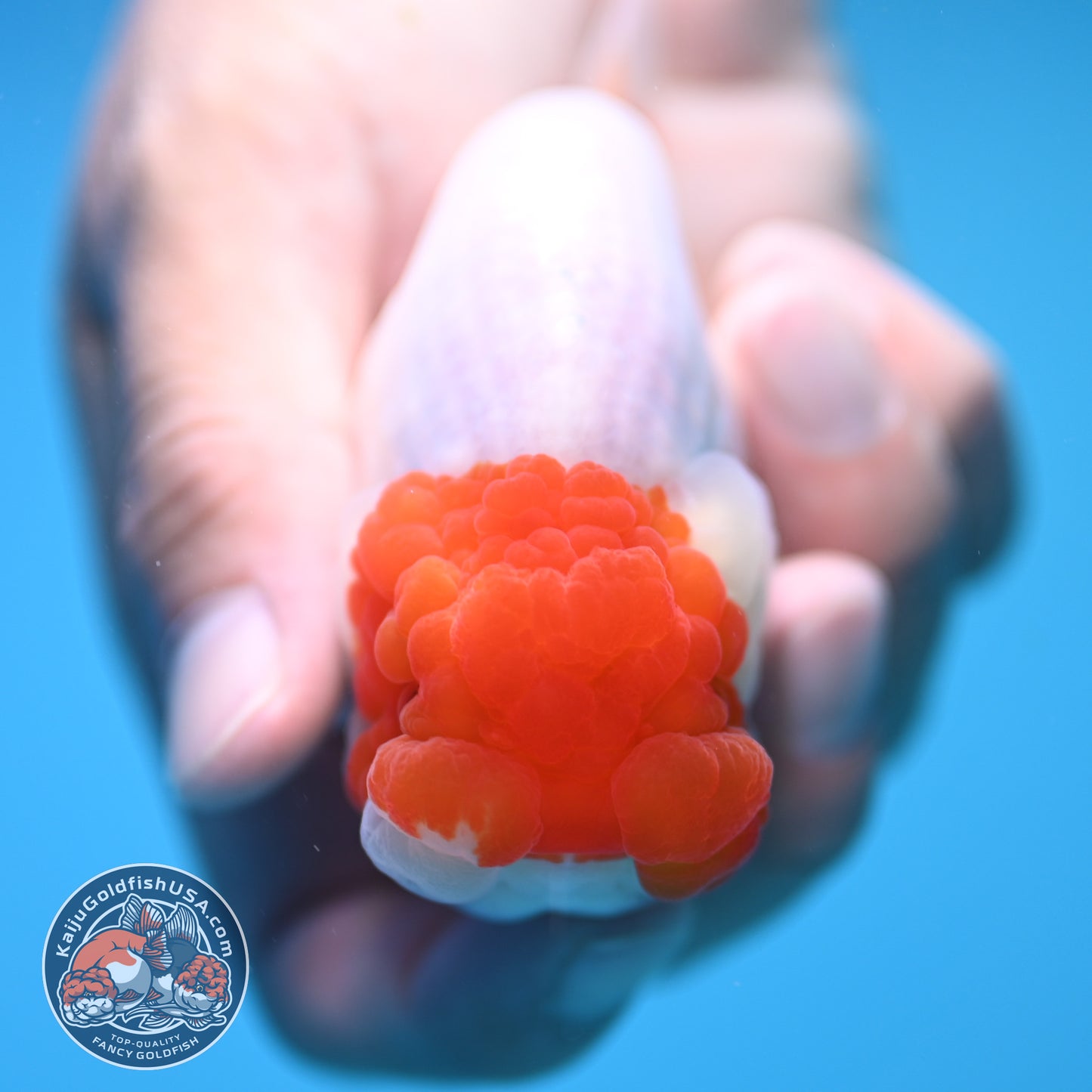 Red White Buffalo Ranchu 4 inch Body (250815_RC14)