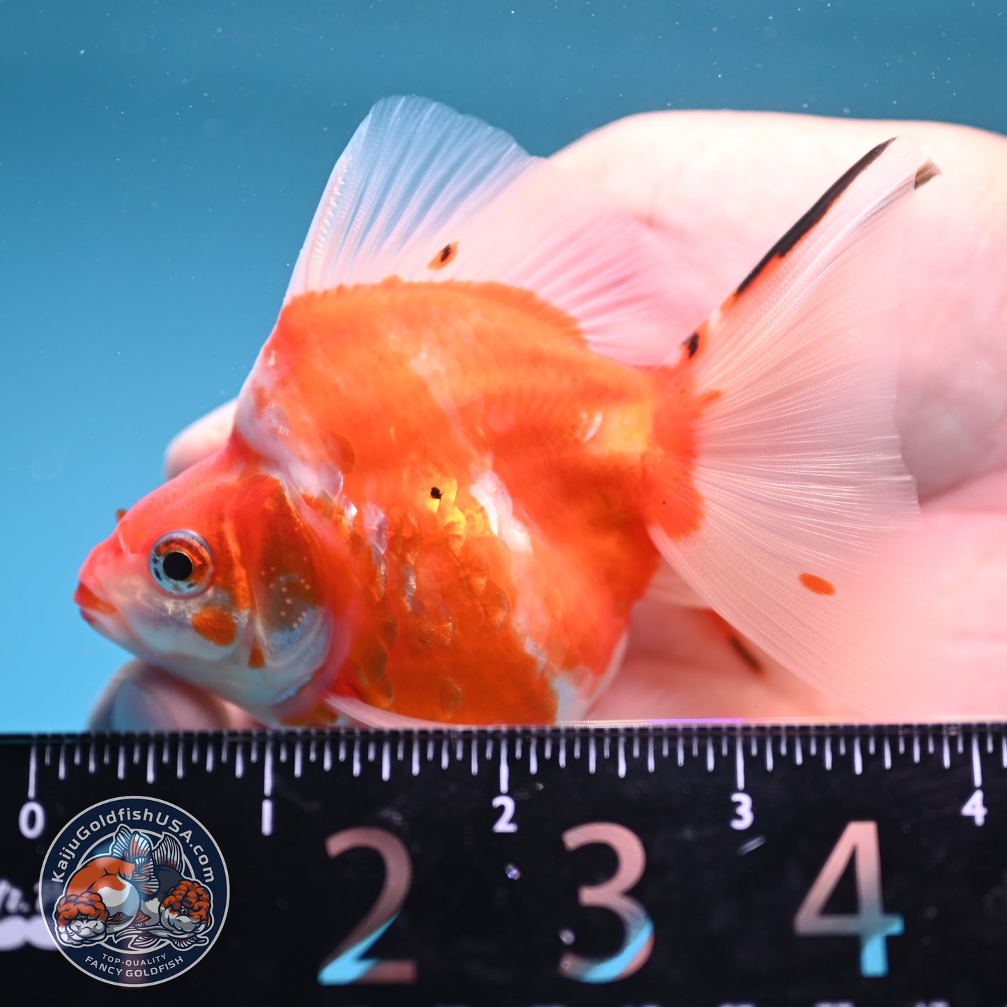 Sakura Long Tail Ryukin 2.8 inches Body (250606_RY01)