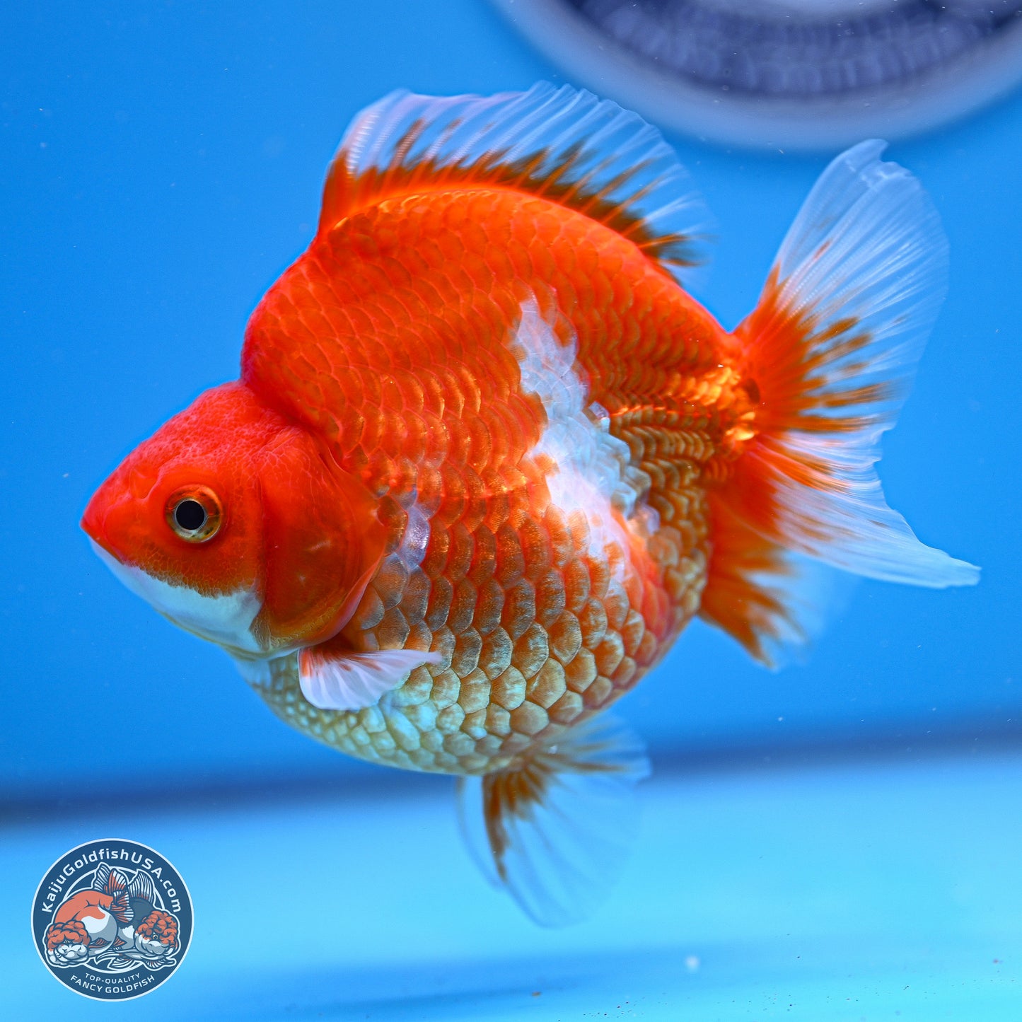 Red White Ryukin 3.75in Body (240816_RY01) - Kaiju Goldfish USA