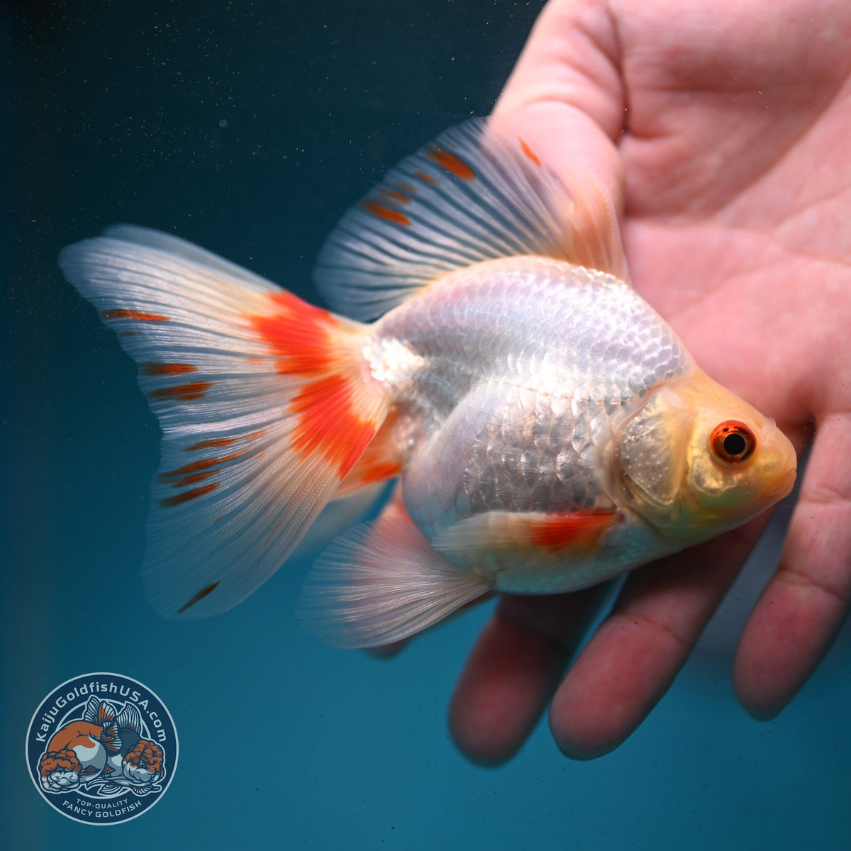 Red White Butterfly Tail Ryukin 3.5 inch Body (260904_RY01)