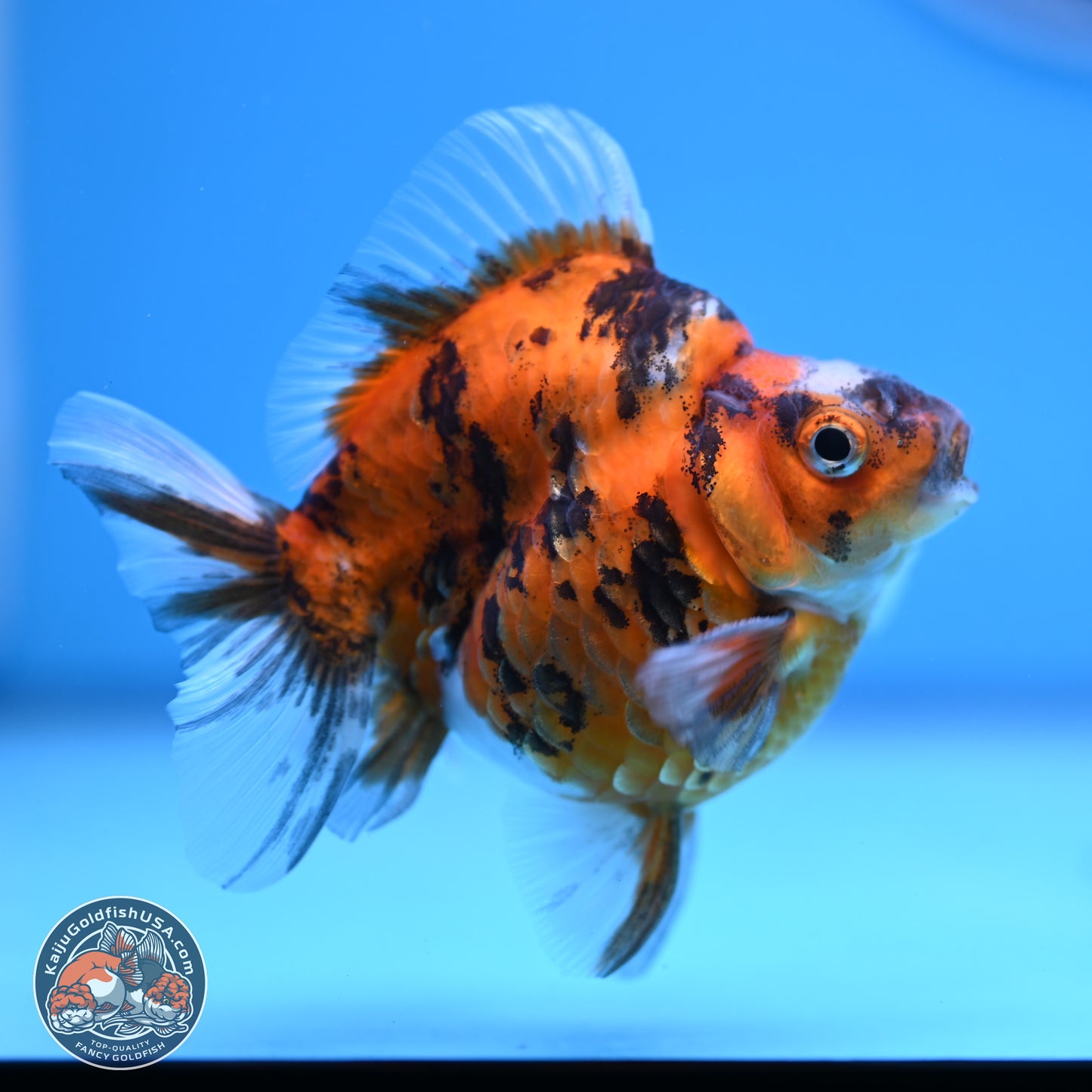 Tricolor Tiger Ryukin 3.5-4 inches (240920_RY02) - Kaiju Goldfish USA