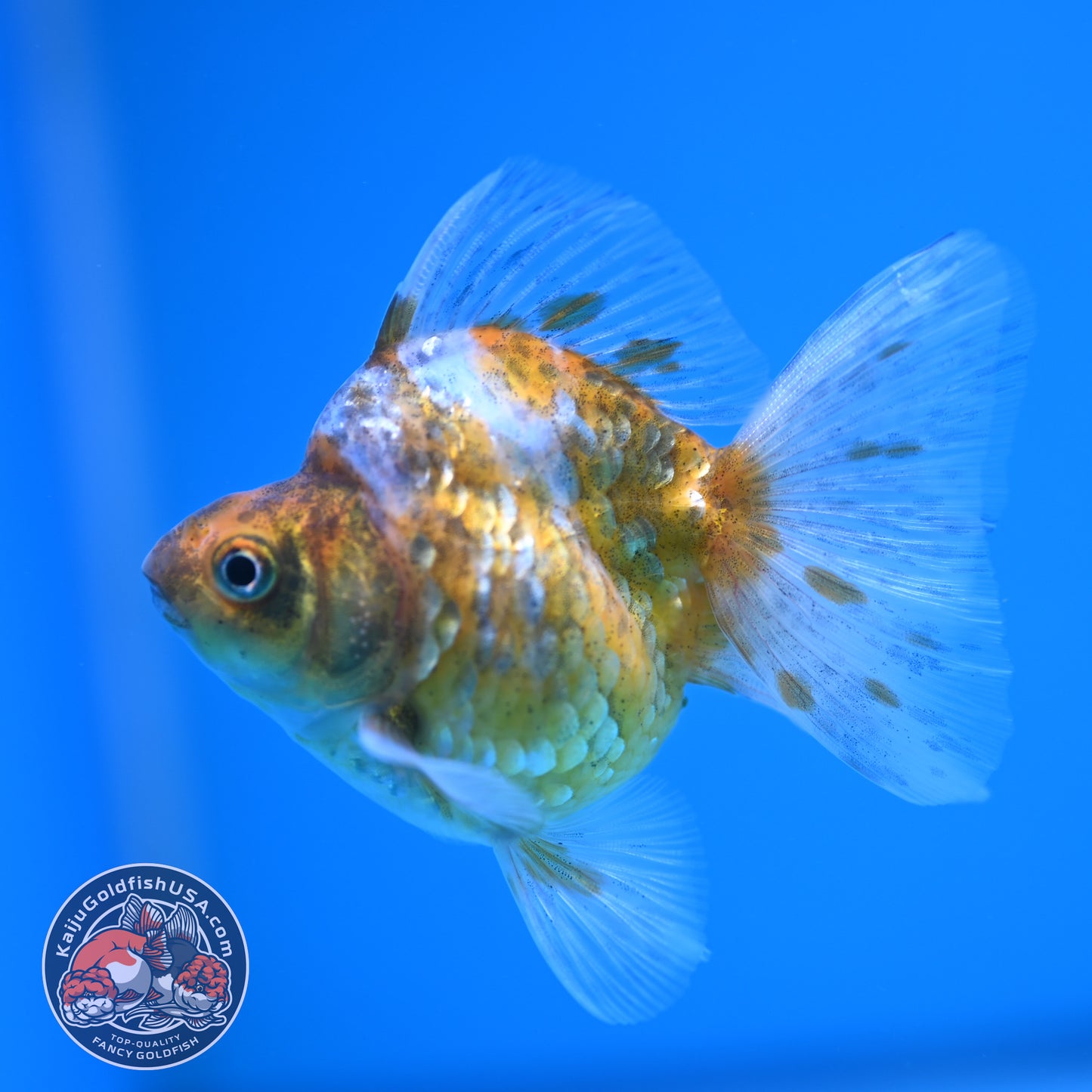 Calico Long Tail Ryukin 3 inches Body (250606_RY03)