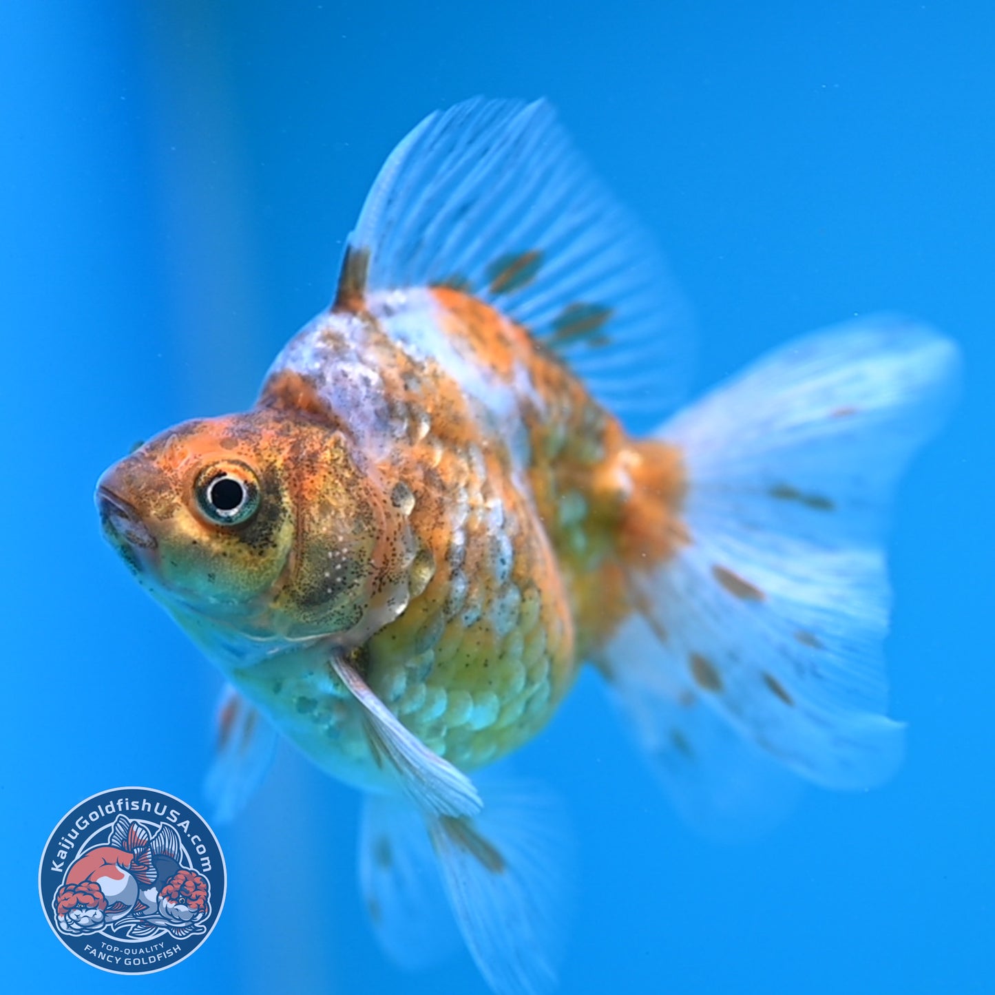 Calico Long Tail Ryukin 3 inches Body (250606_RY03)