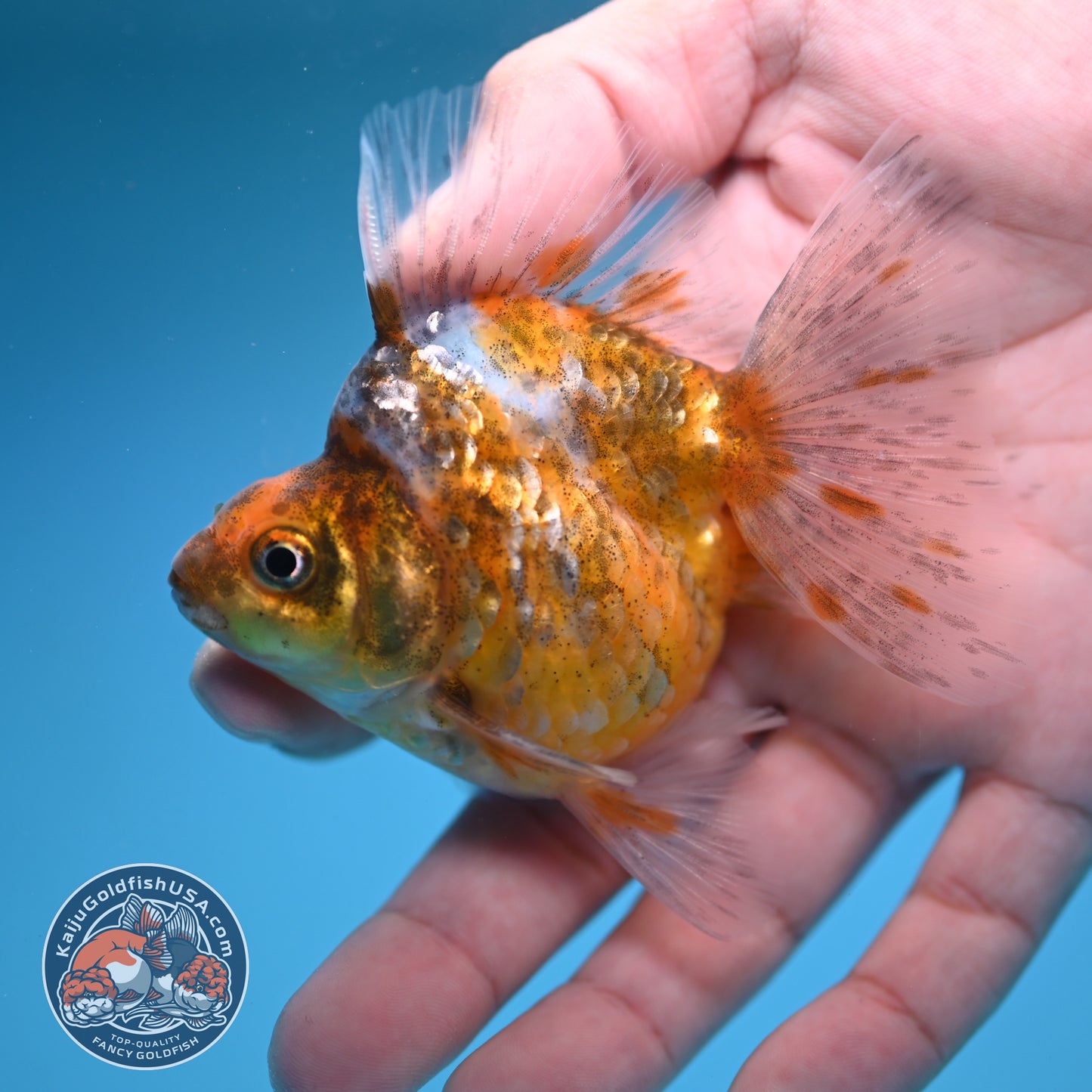 Calico Long Tail Ryukin 3 inches Body (250606_RY03)