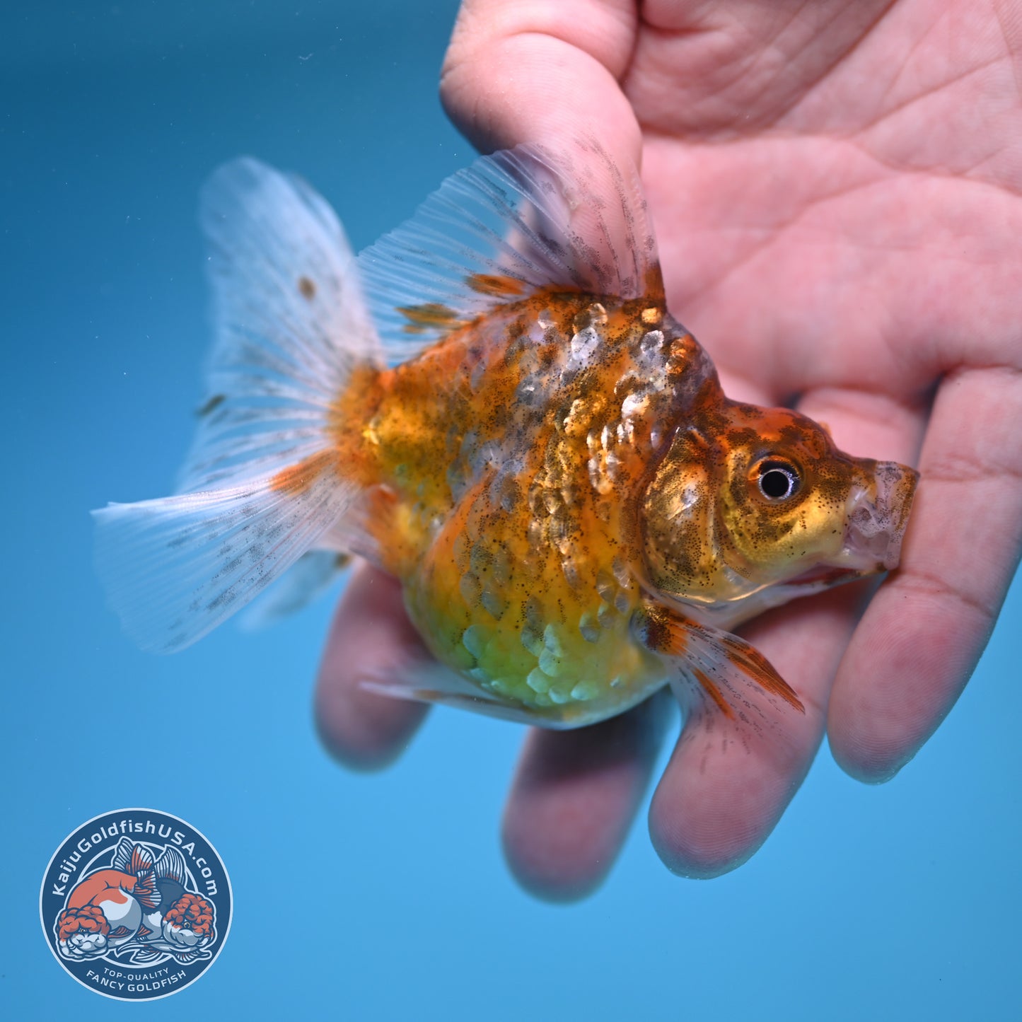 Calico Long Tail Ryukin 3 inches Body (250606_RY03)