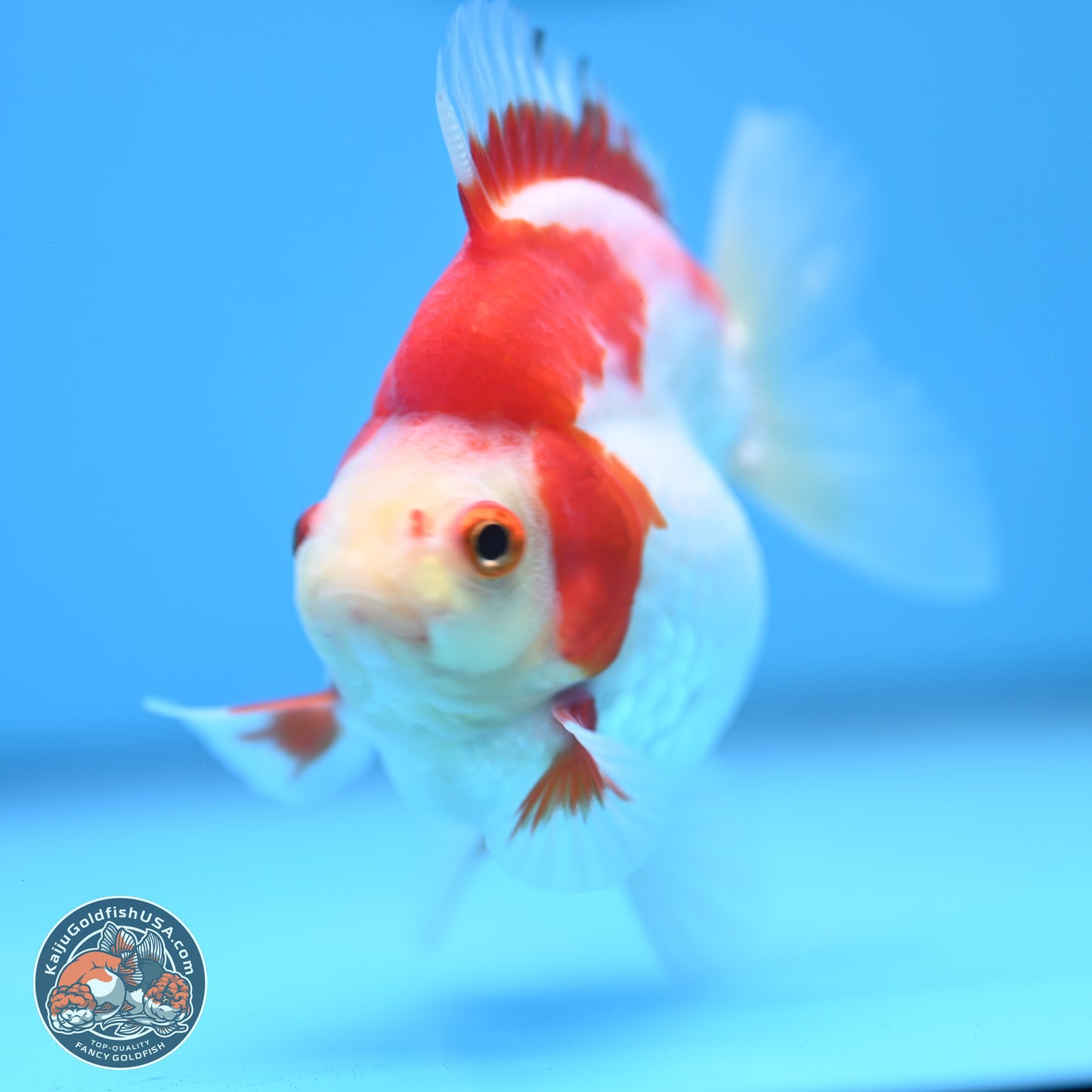 Red White Ryukin 3.5 inches Body - Female (250103_RY04) - Kaiju Goldfish USA
