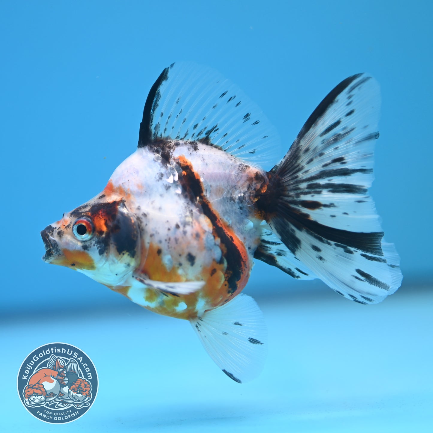 Calico Long Tail Ryukin 3 inches Body (250606_RY05)