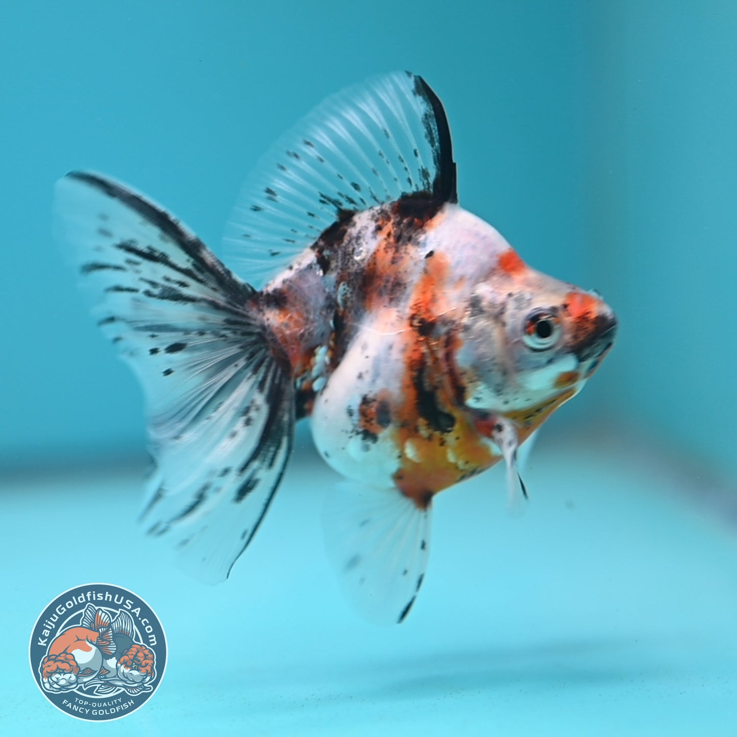 Calico Long Tail Ryukin 3 inches Body (250606_RY05)