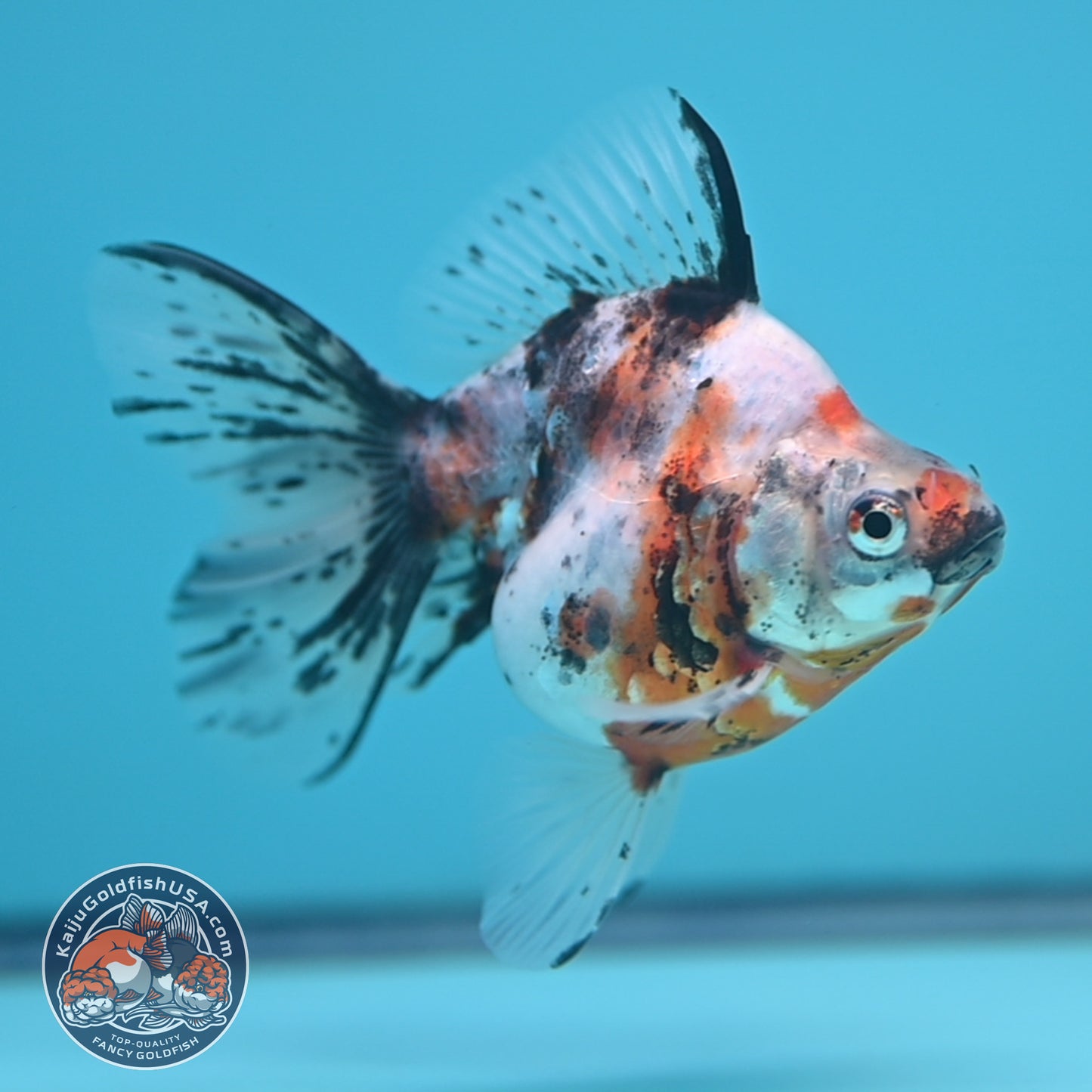 Calico Long Tail Ryukin 3 inches Body (250606_RY05)