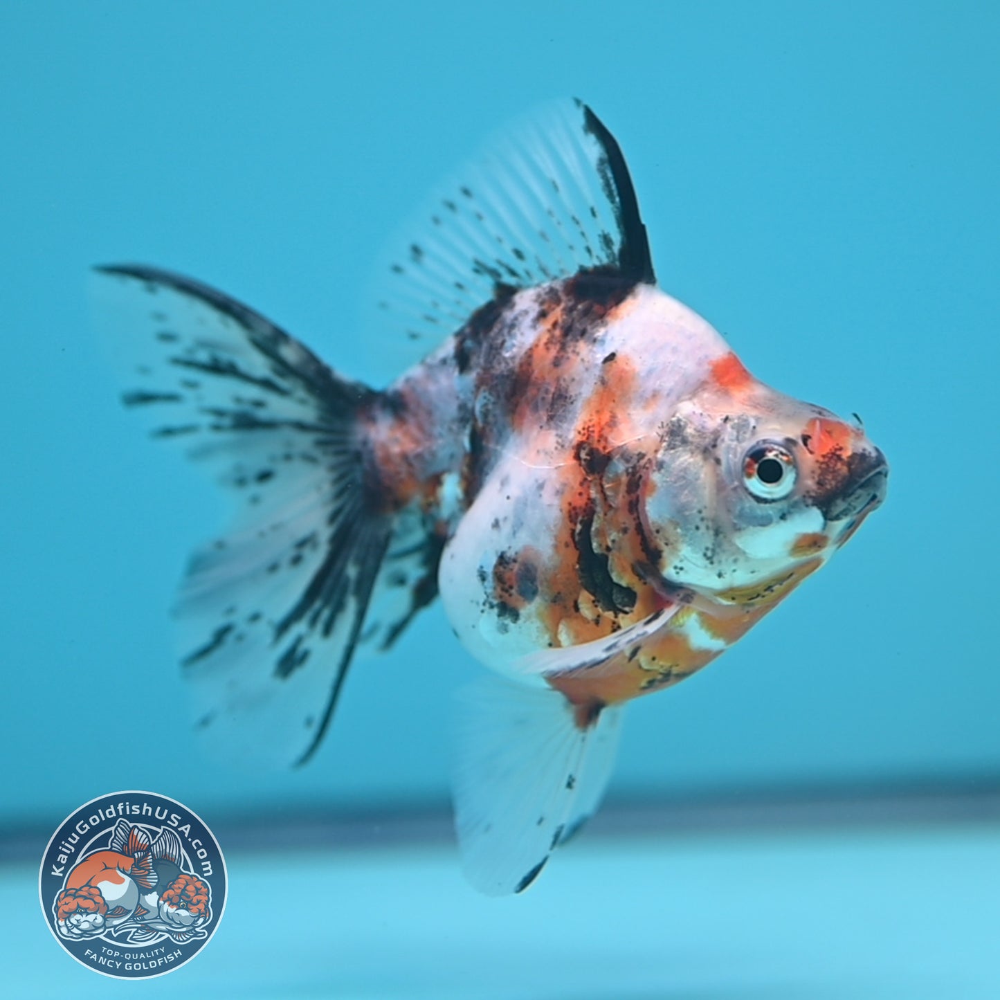 Calico Long Tail Ryukin 3 inches Body (250606_RY05)