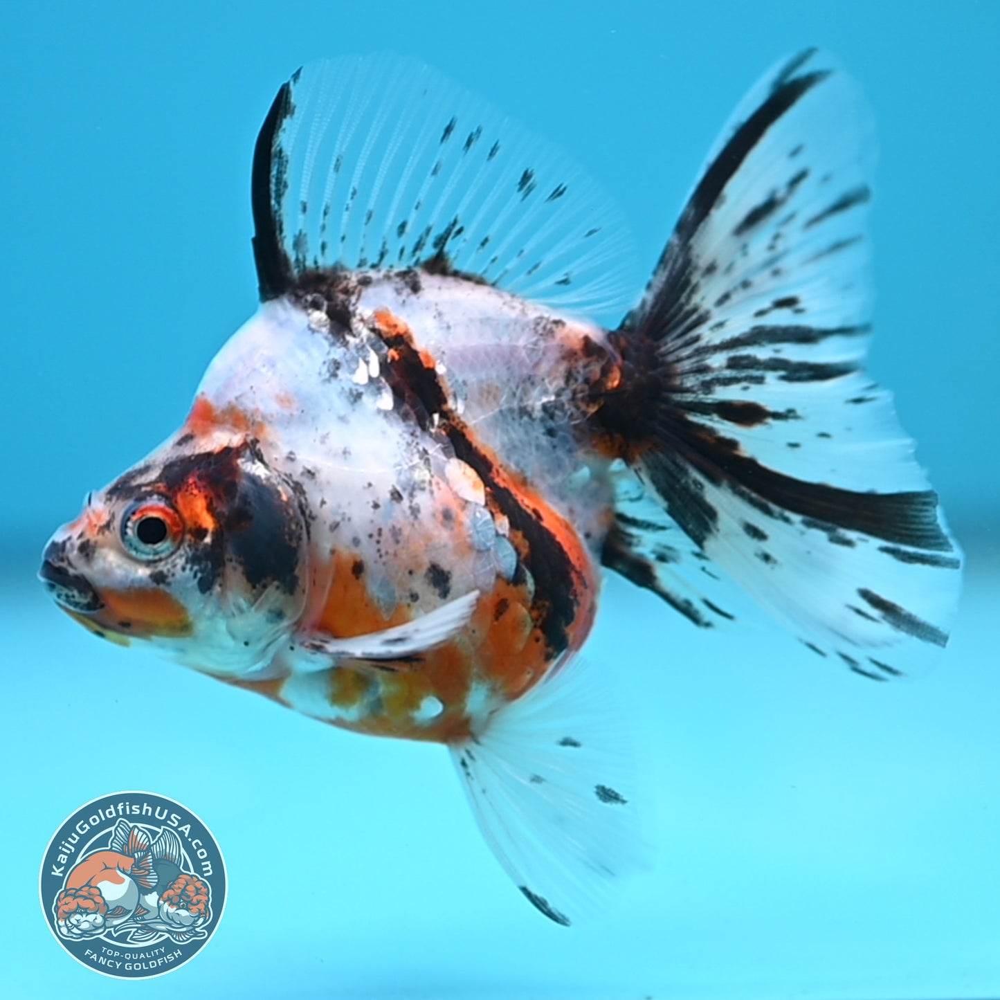 Calico Long Tail Ryukin 3 inches Body (250606_RY05)