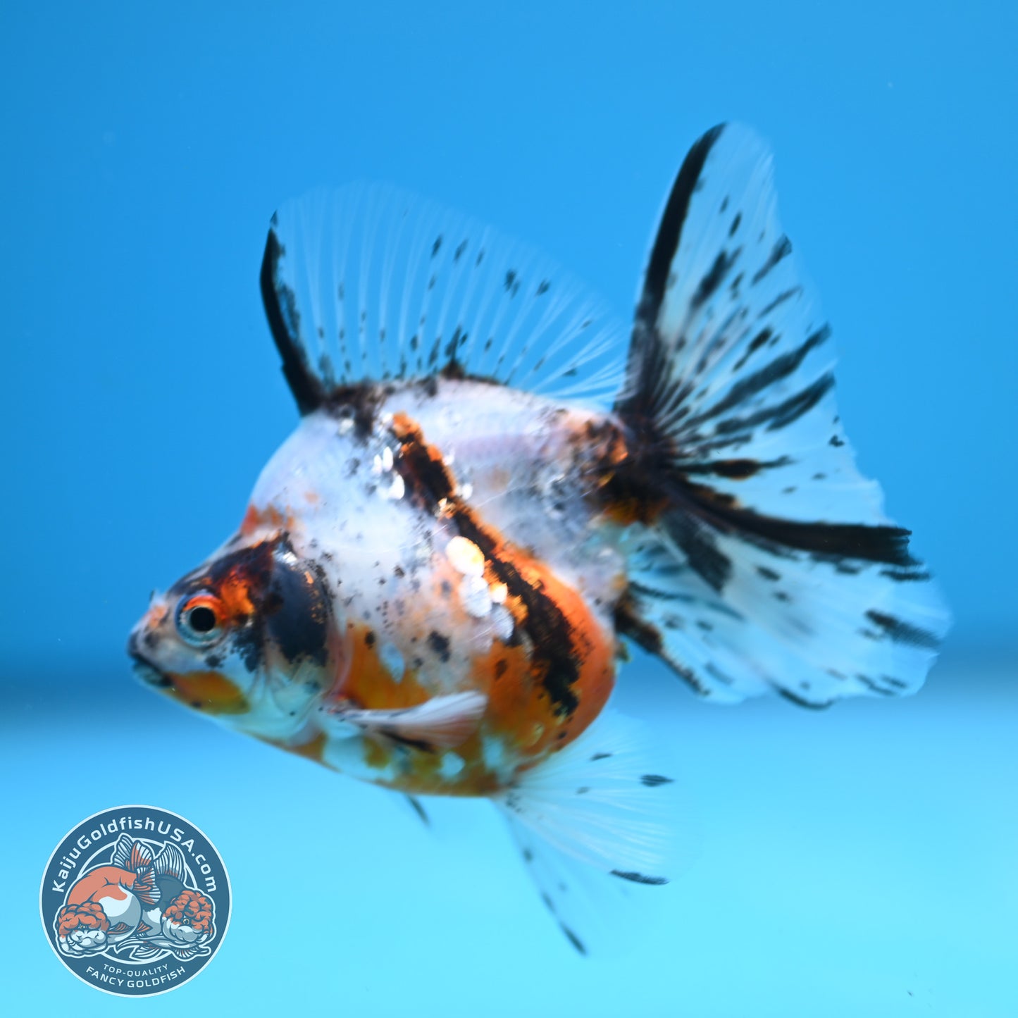Calico Long Tail Ryukin 3 inches Body (250606_RY05)